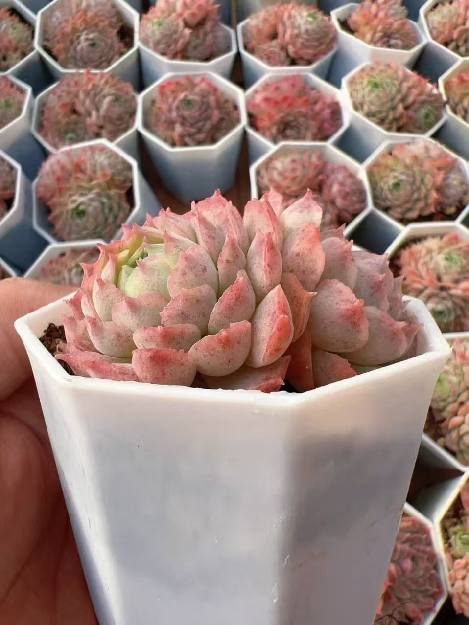 多肉植物 M232 シュシャクシキグン 50株 抜き苗 エケベリア セダム