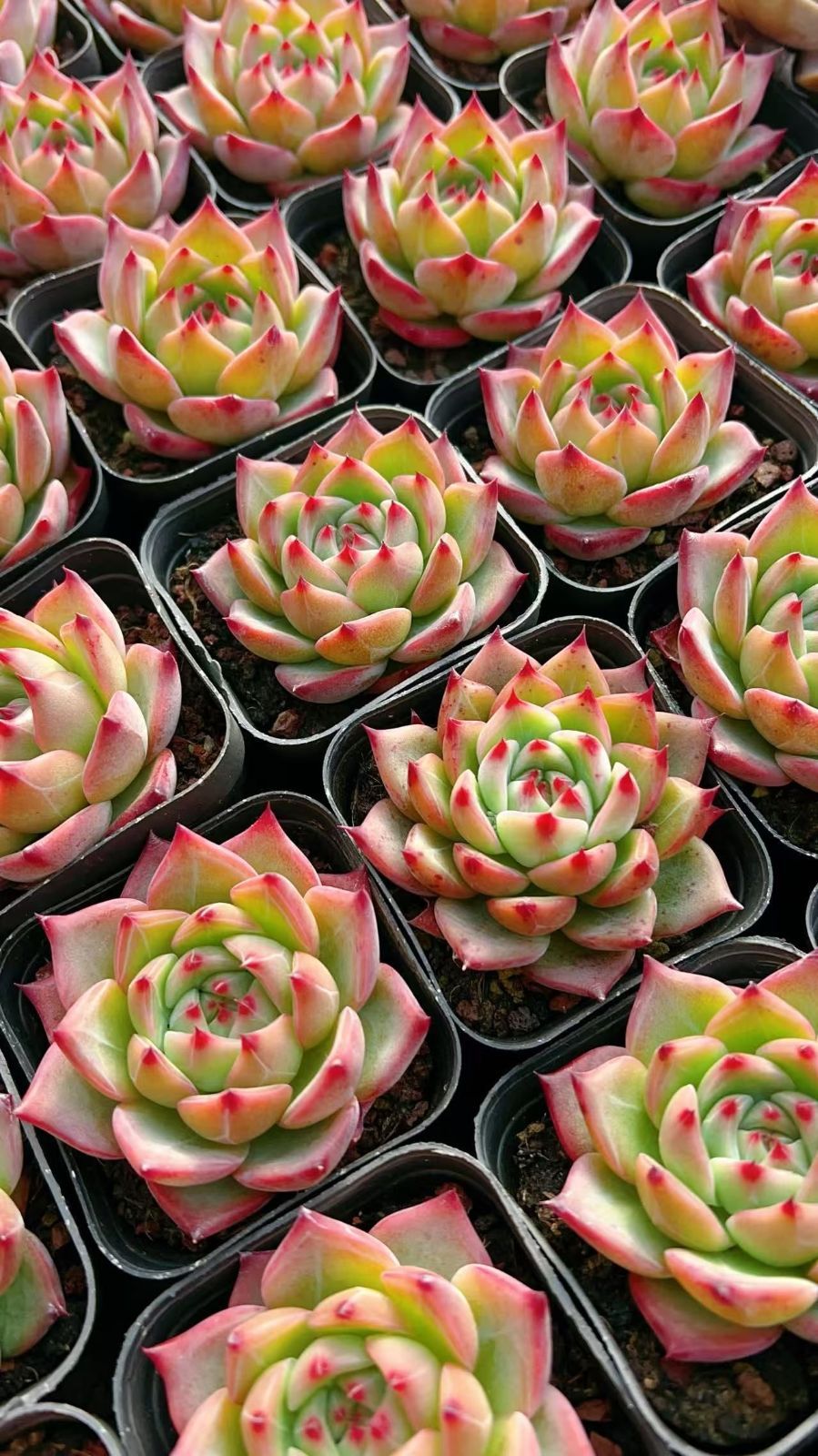 エケベリア・セダム *&*&* 50株×コウム 多肉植物 エケベリア セダム アエオニウム