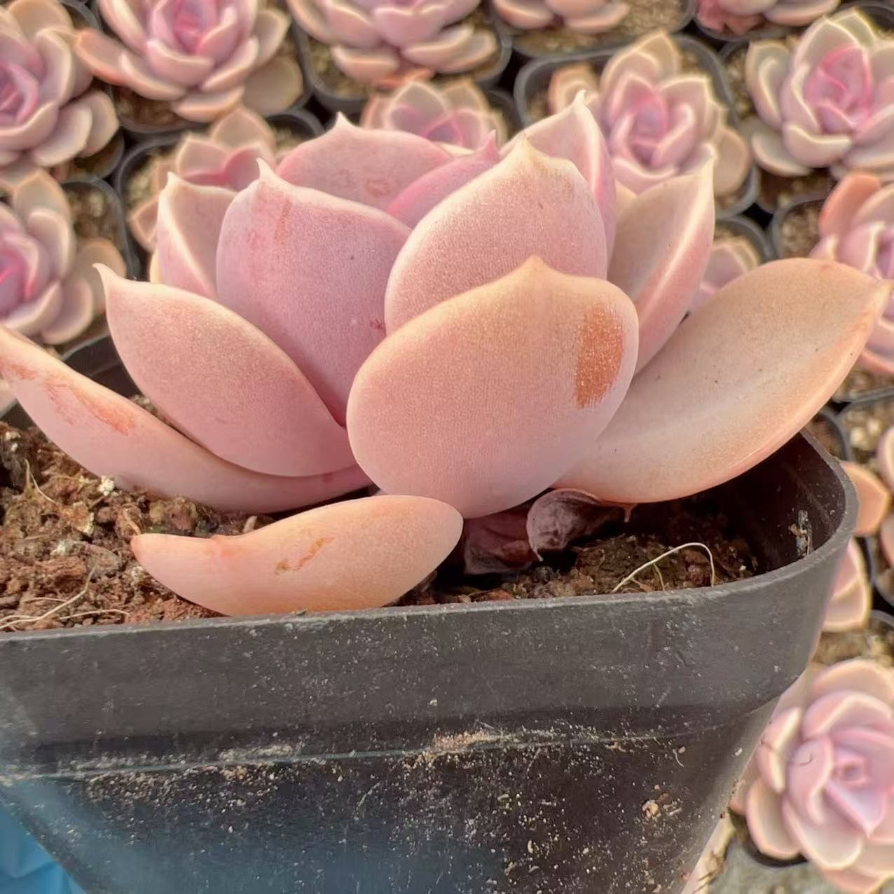 多肉植物 M130 ムラサキシンジュ 50株 抜き苗 エケベリア セダム