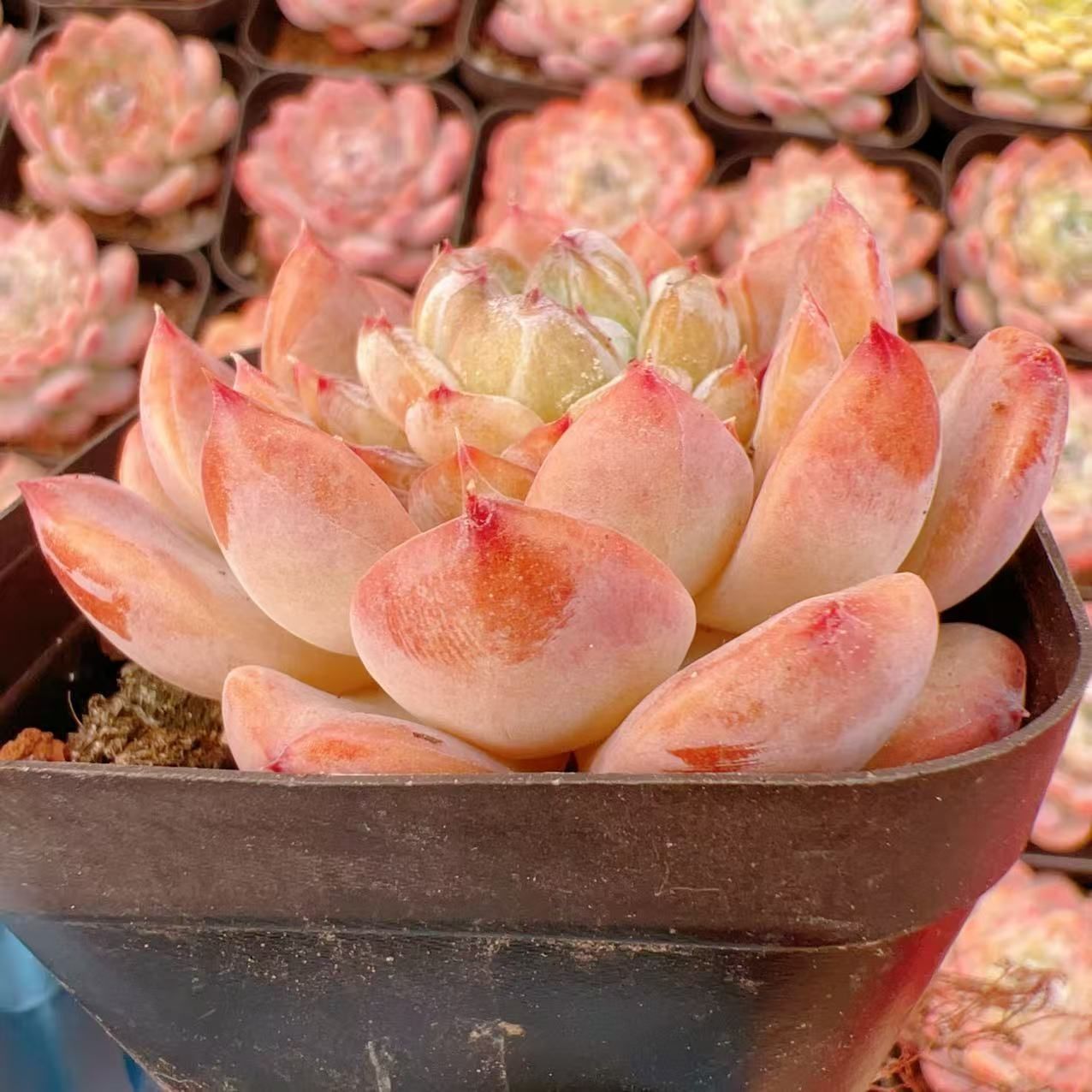 多肉植物 M131 クリアアイス 50株 抜き苗 エケベリア セダム