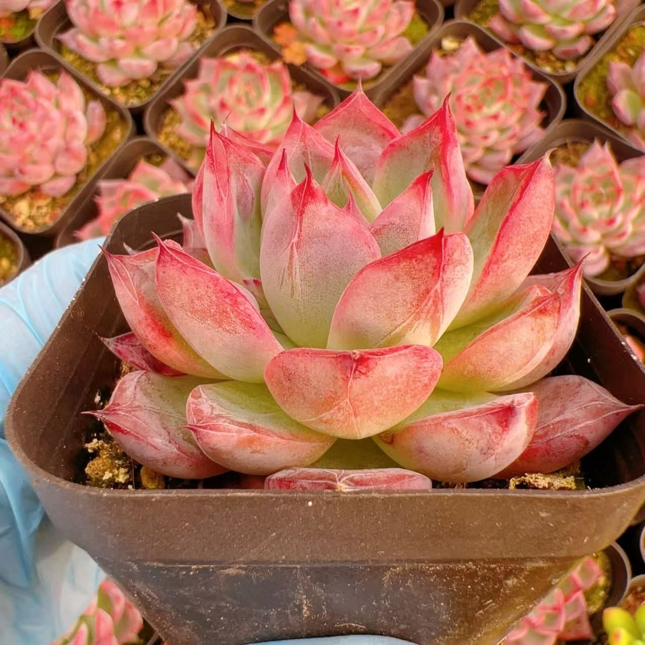 多肉植物 M139 ブラックスワン 50株 抜き苗 エケベリア セダム