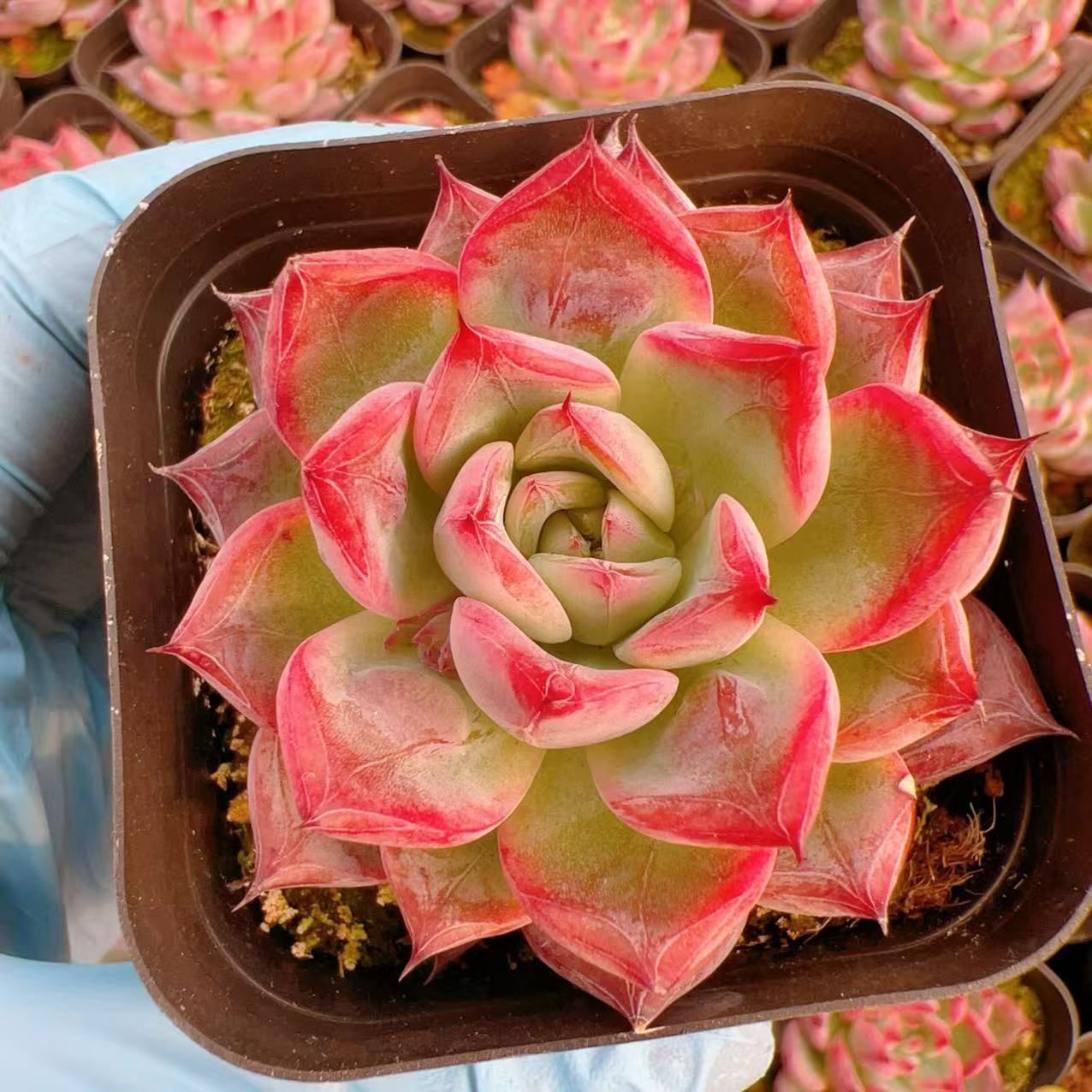 多肉植物 M139 ブラックスワン 50株 抜き苗 エケベリア セダム