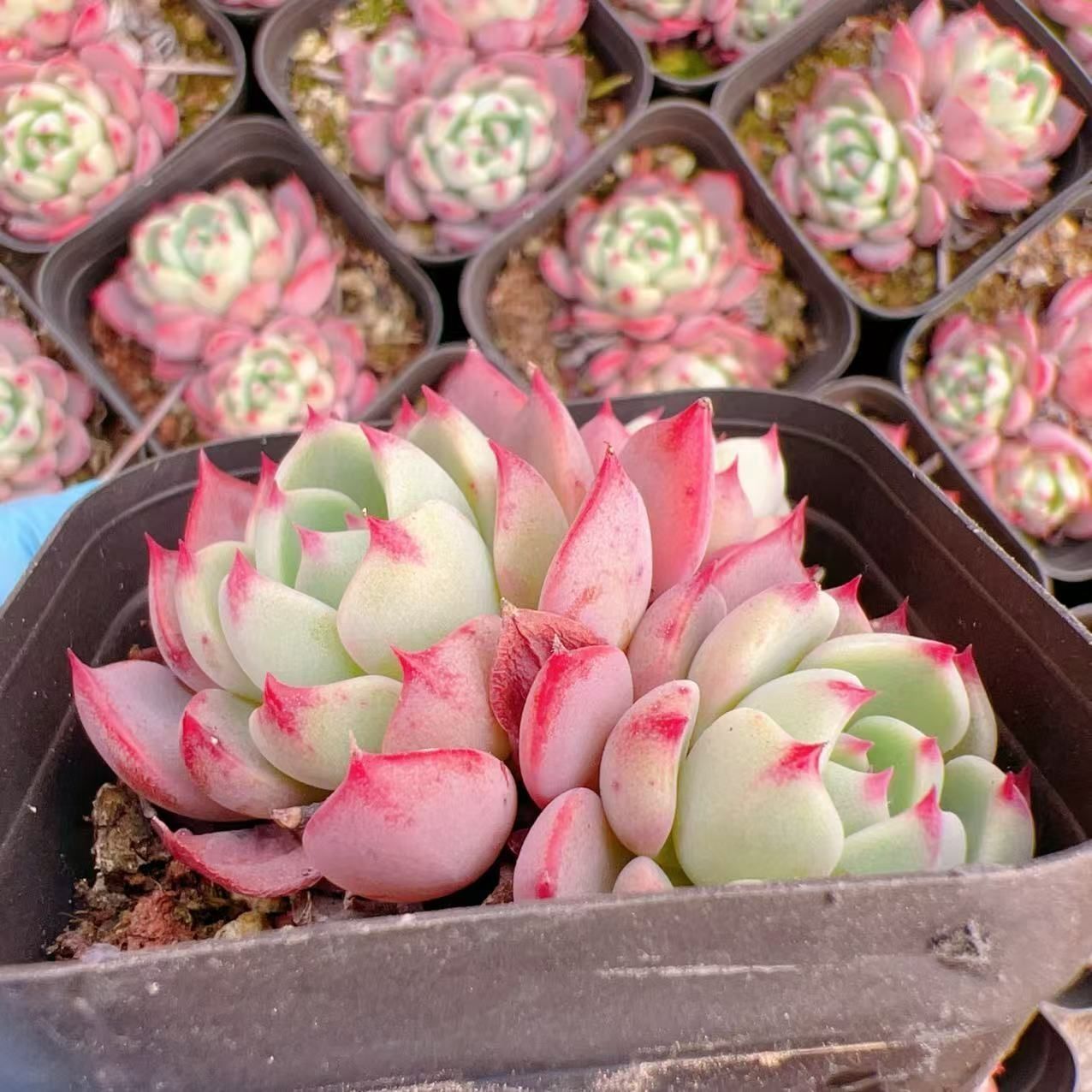 多肉植物 M140 ナナコミゾ 50株 抜き苗 エケベリア セダム