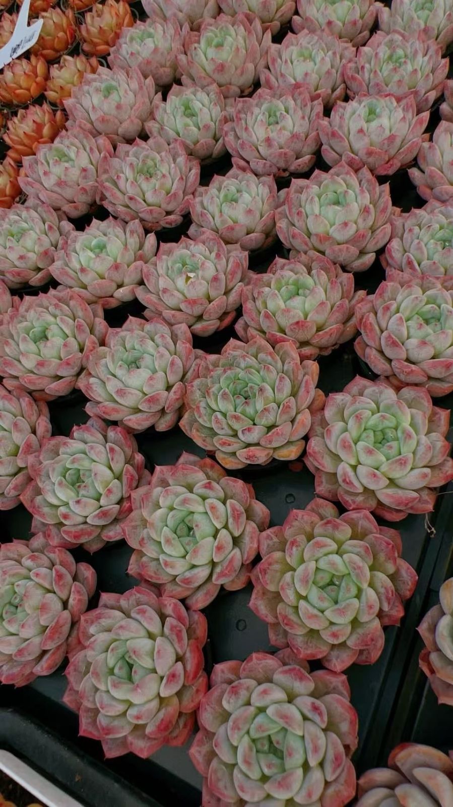 多肉植物 M123 スイートハート 50株 抜き苗 エケベリア セダム