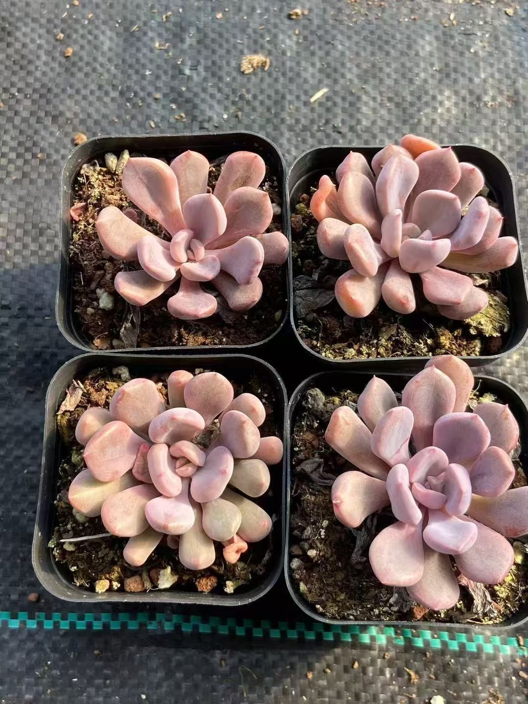 多肉植物 M146 キューピッド 50株 抜き苗 エケベリア セダム