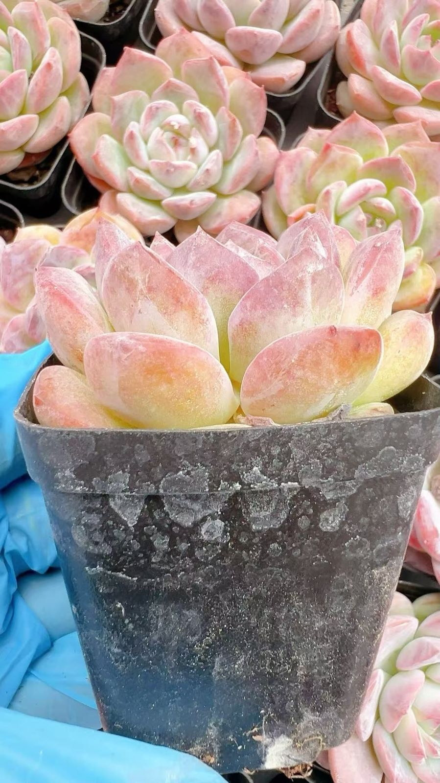 新規オープン記念 ロメオ×50株 多肉植物 エケベリア セダム
