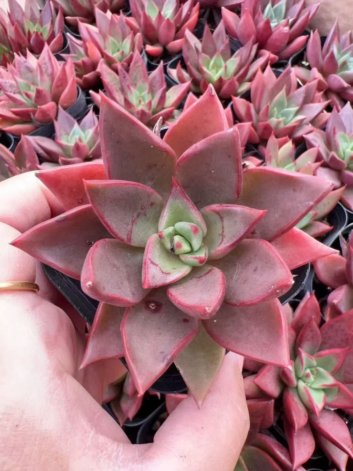 多肉植物 M183 レッドアイス 50株 抜き苗 エケベリア セダム