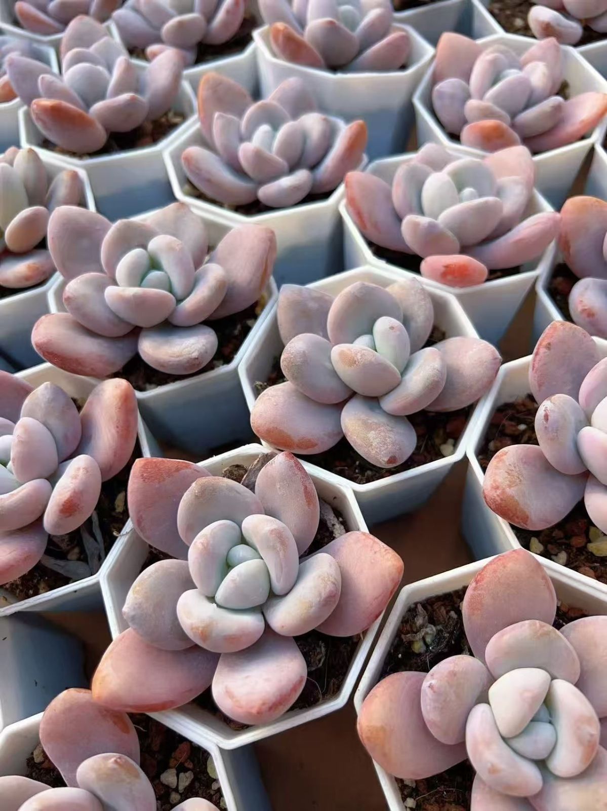 多肉植物 M187 ピンクラビット 50株 抜き苗 エケベリア セダム