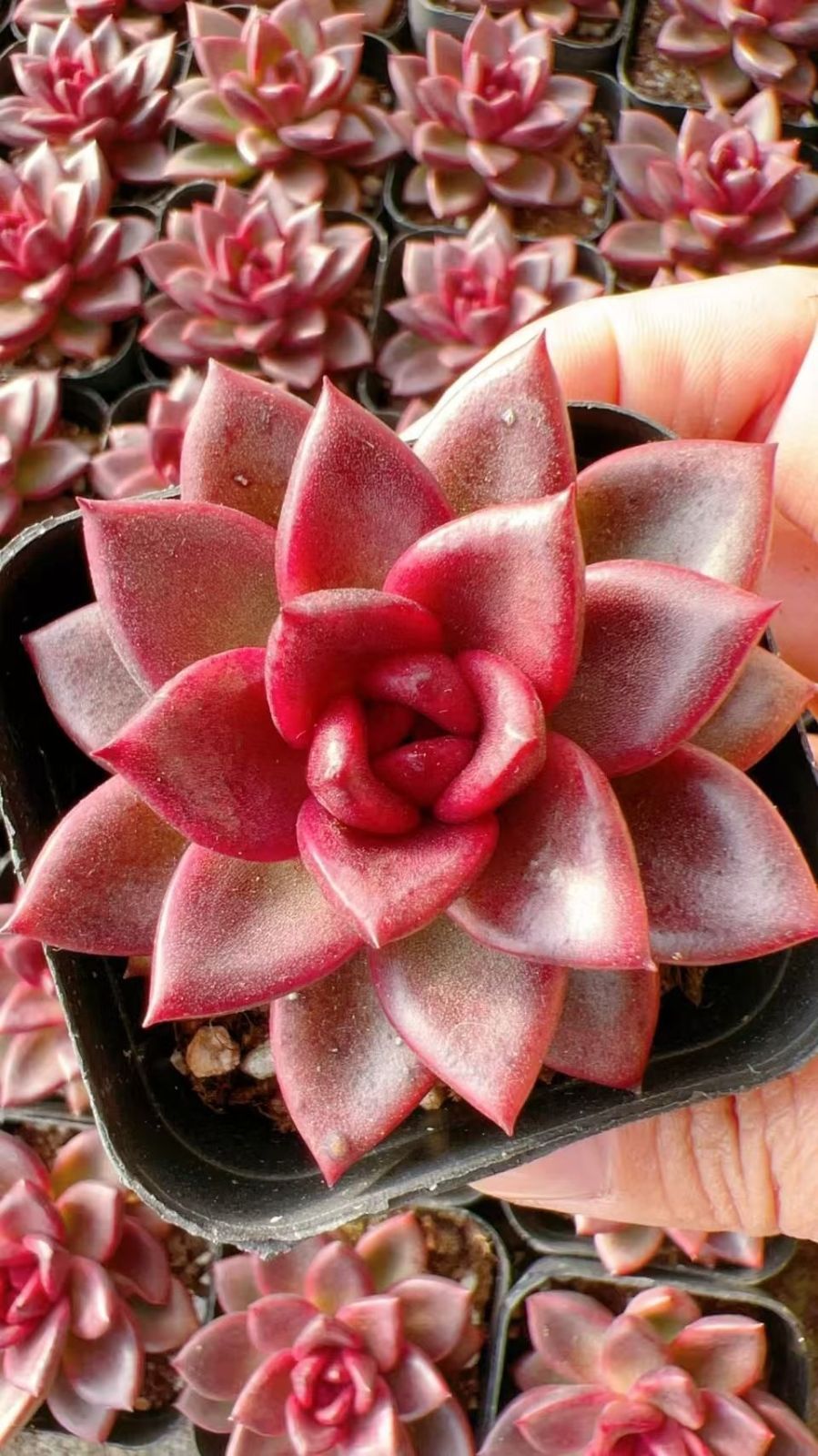 多肉植物 M220 ホウハイローズ 50株 抜き苗 エケベリア セダム