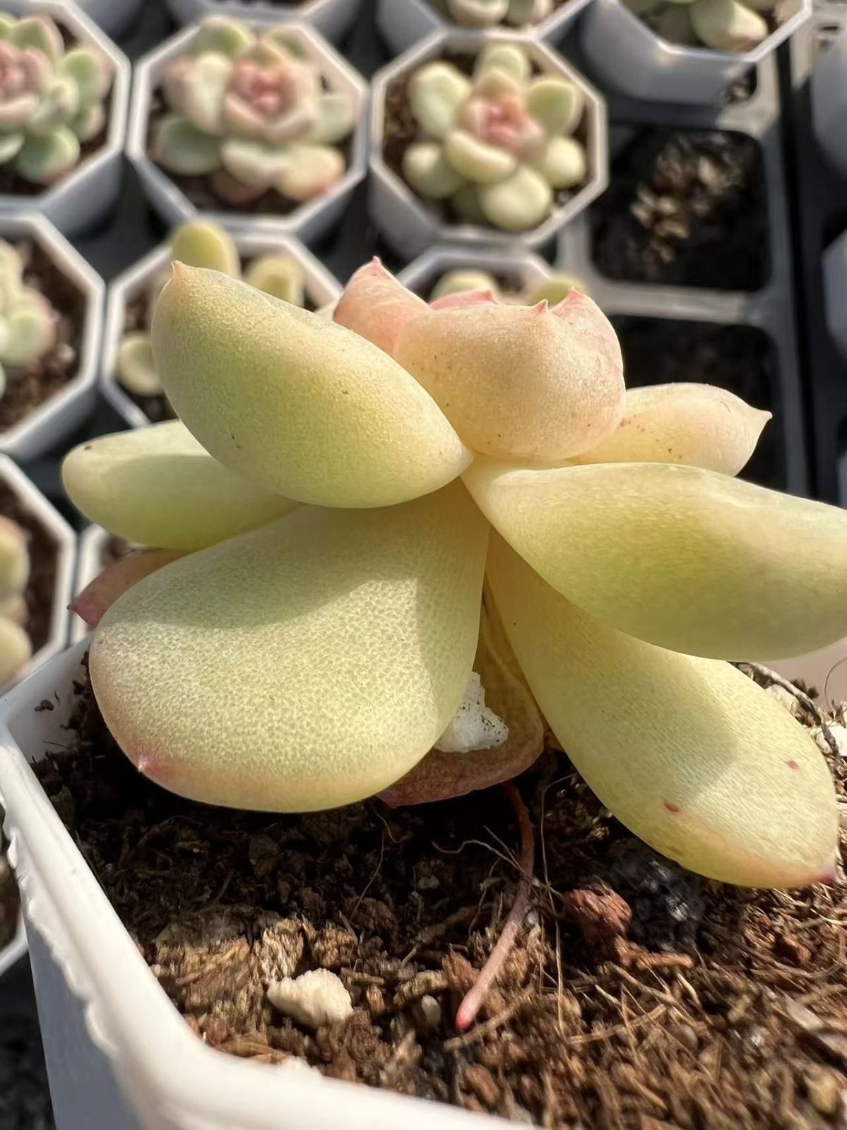 多肉植物 M226 アニー 47株 抜き苗 エケベリア セダム アエオニウム