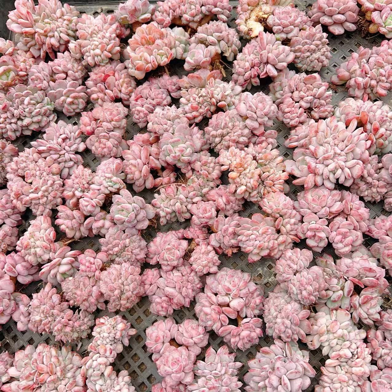 多肉植物 M086 レッドザトウツイカ 50株 抜き苗 エケベリア セダム