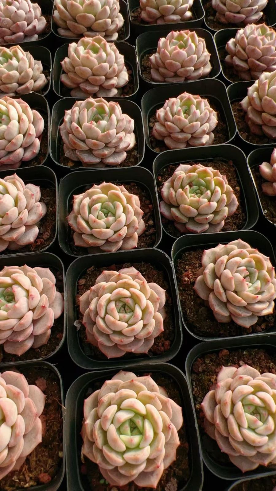 新規オープン記念 メデゥーサ×24株 多肉植物 エケベリア セダム