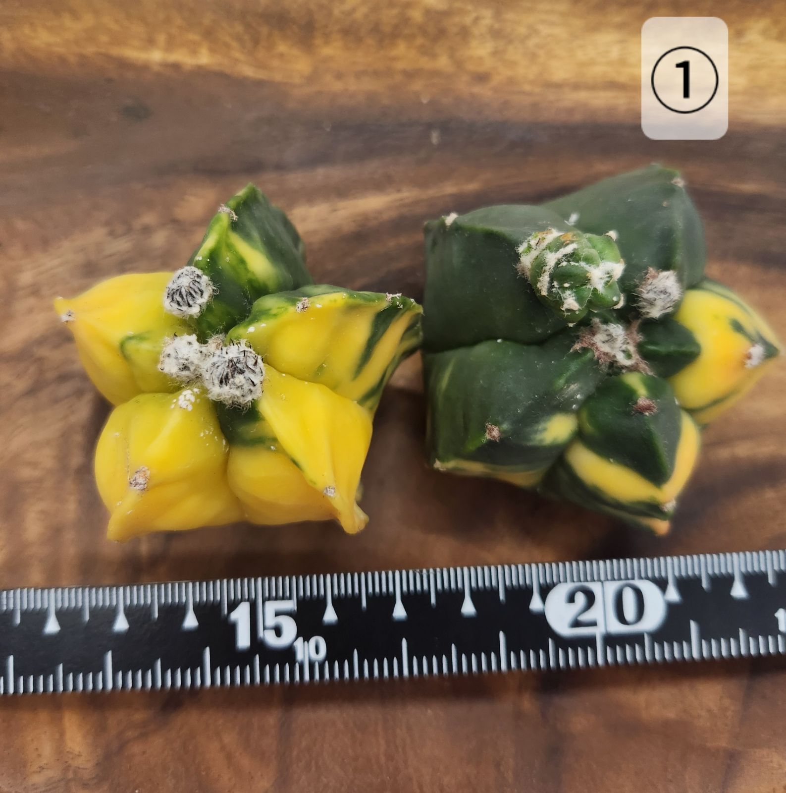 アストロフィツム 鸞鳳玉錦（ランポー玉錦）斑入り 2株セット カット苗