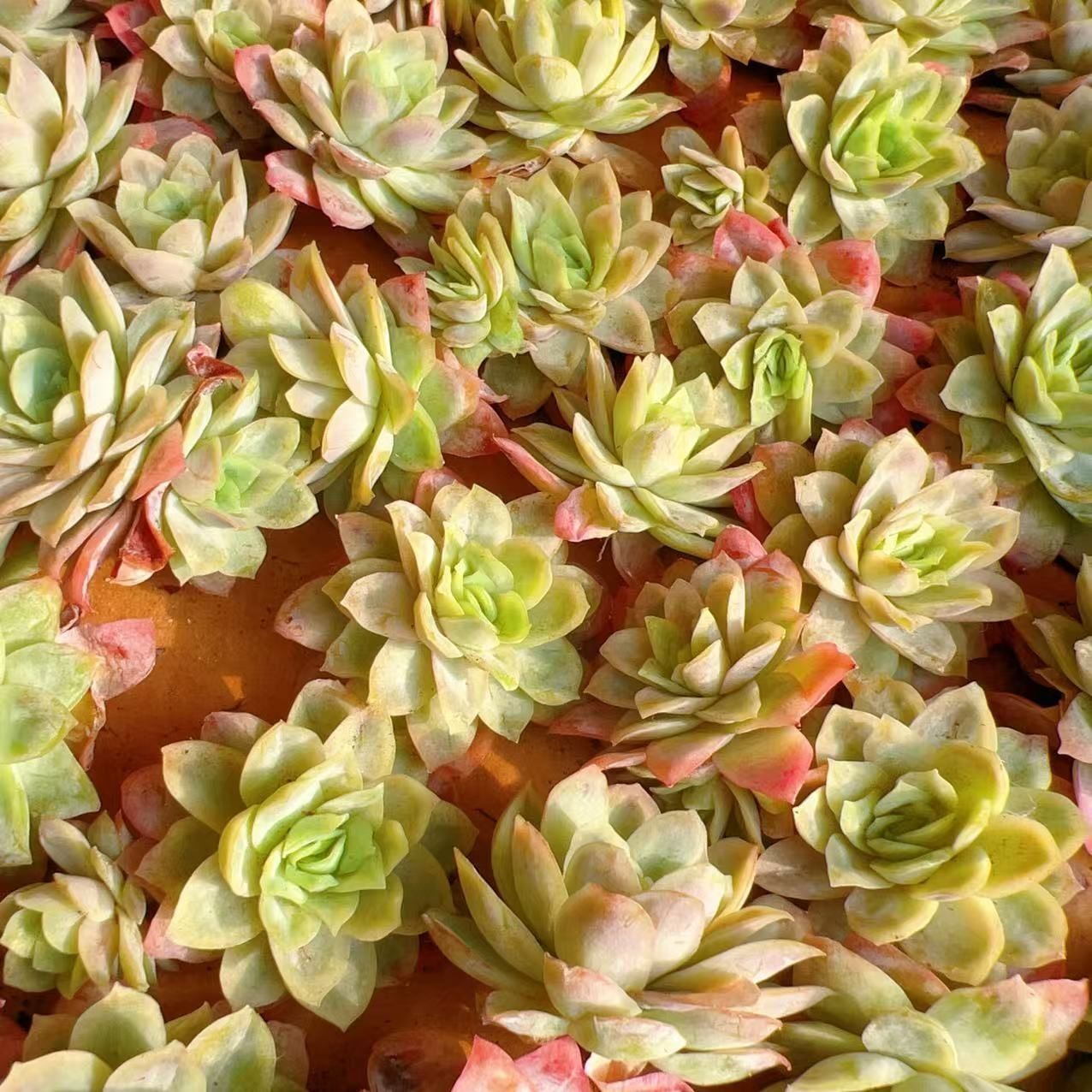 Top【選抜株】多肉植物　360907アエオニウム コイ　24個　鉢無し/脱土 24株×コウスイ 多肉植物 エケベリア セダム アエオニウム