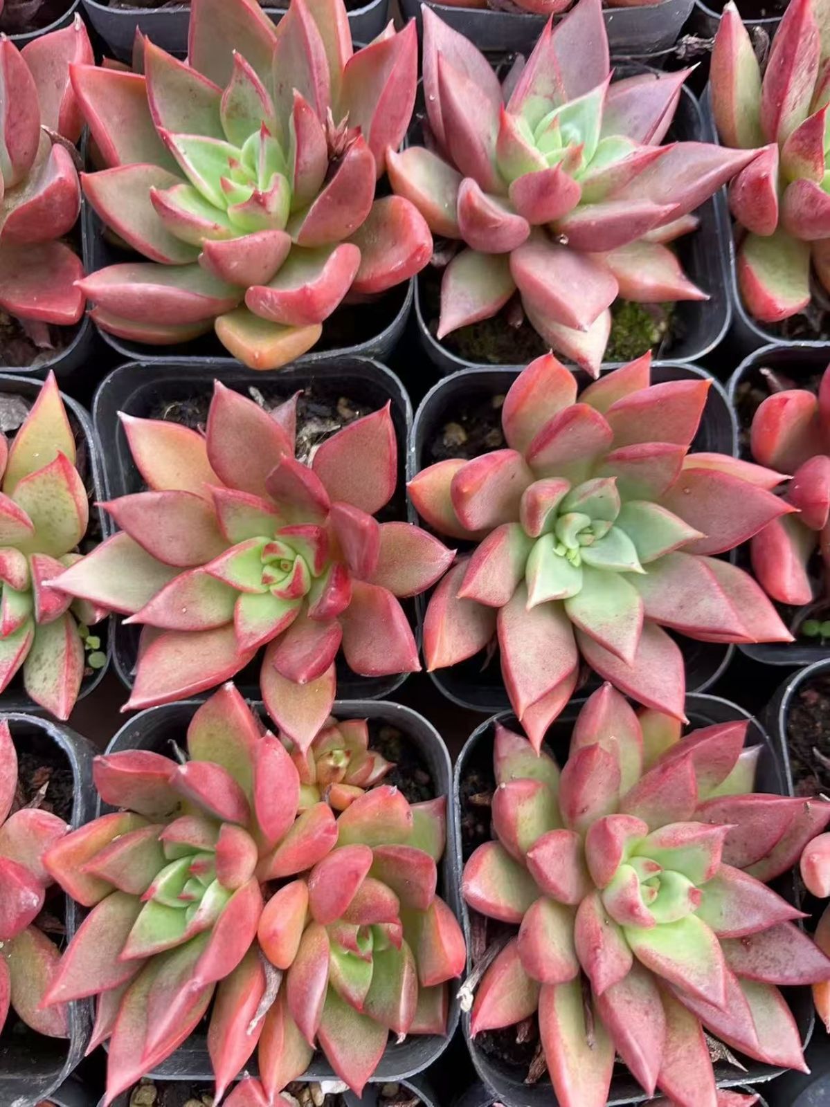 多肉植物 M183 レッドアイス 50株 抜き苗 エケベリア セダム