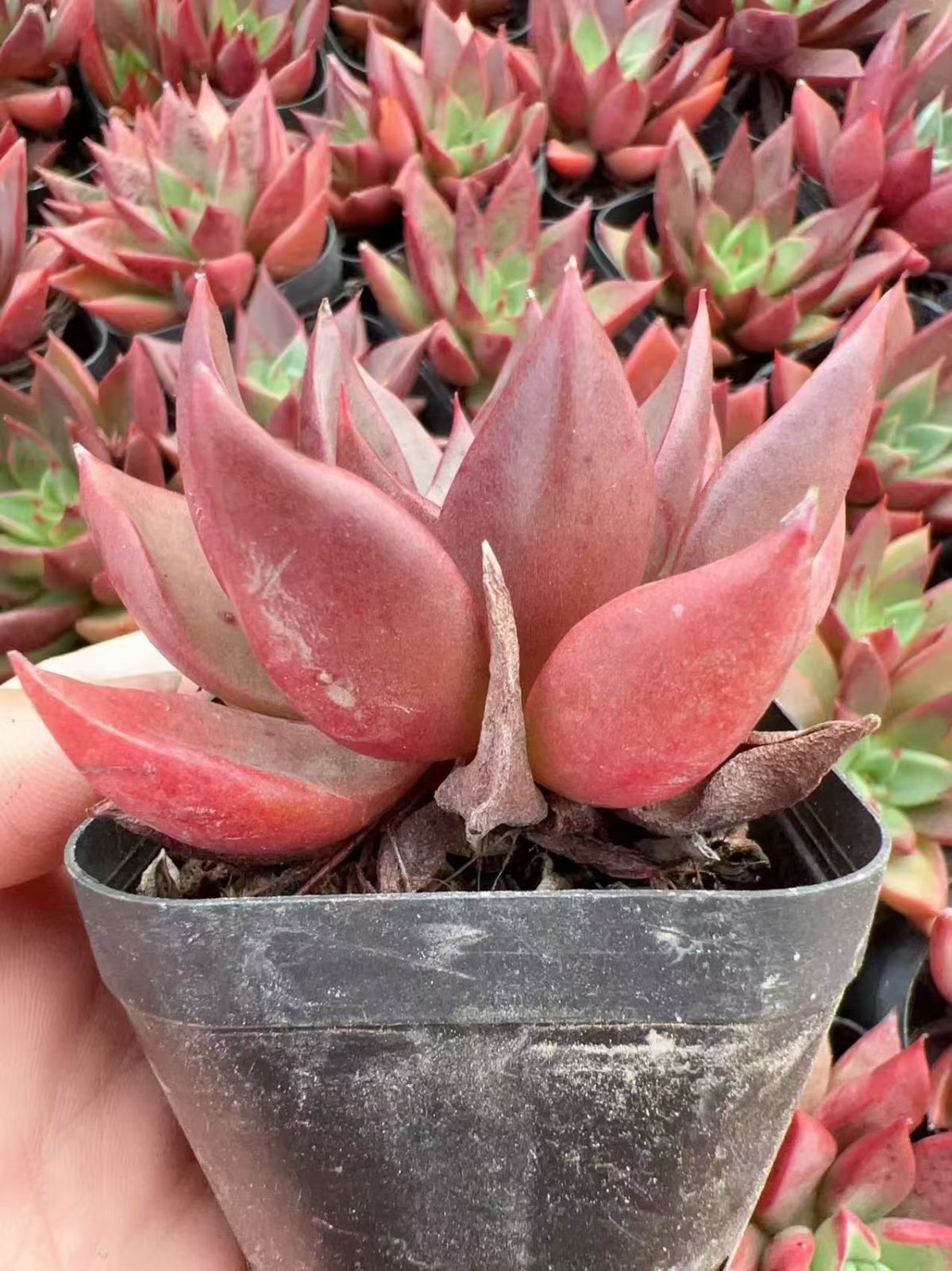 多肉植物 M183 レッドアイス 50株 抜き苗 エケベリア セダム