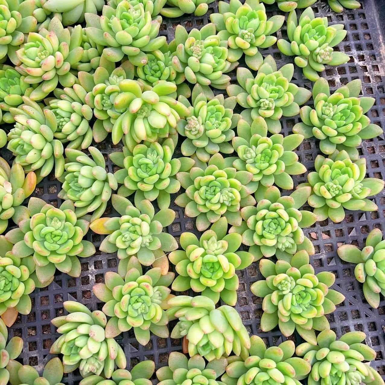 多肉植物 M132 シュンホウ 50株 抜き苗 エケベリア セダム