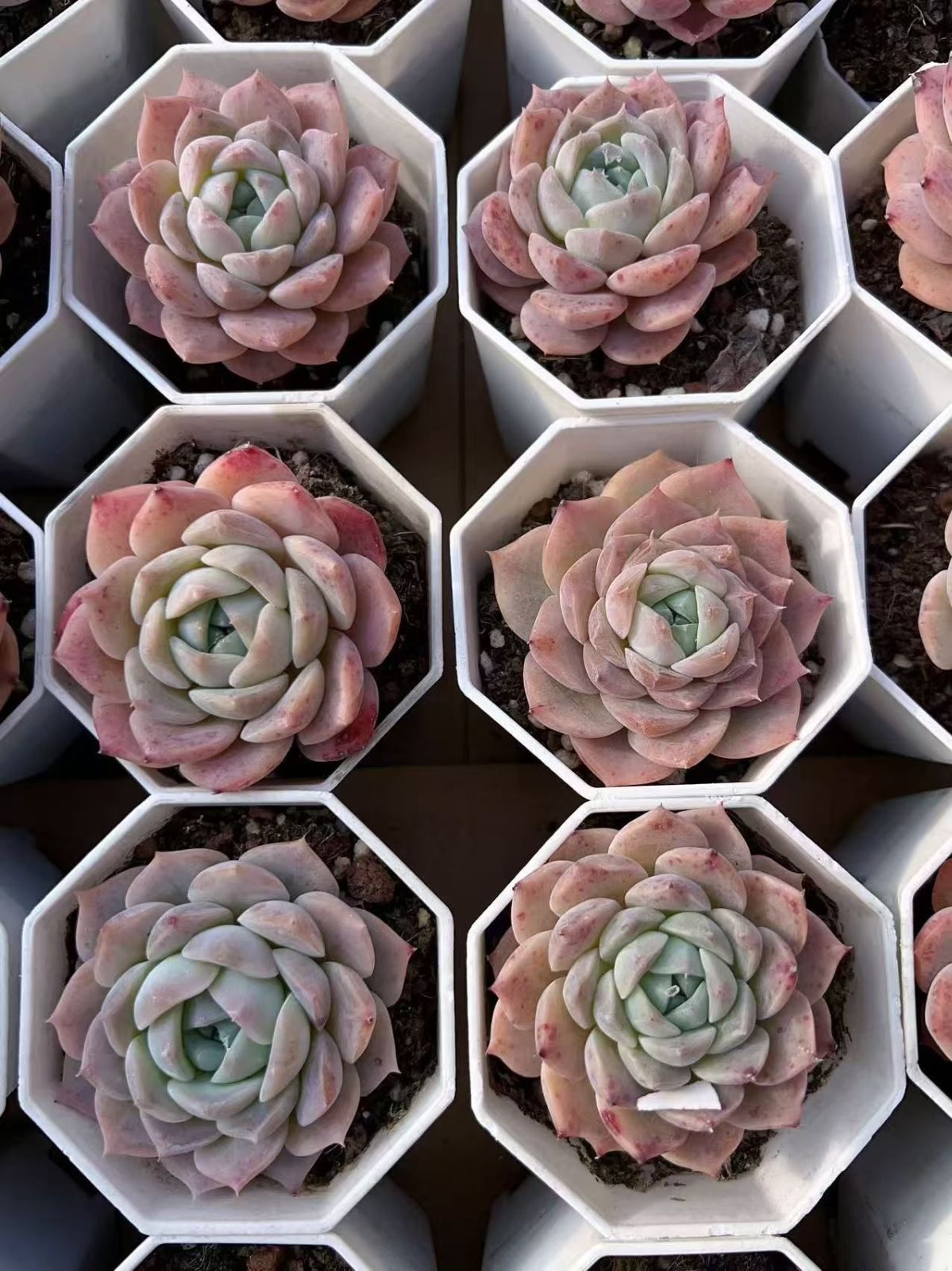新規オープン記念 レッドアイボリー×6株 多肉植物 抜き苗 エケベリア