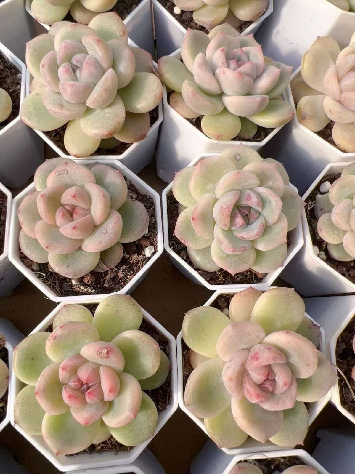 多肉植物 M226 アニー 47株 抜き苗 エケベリア セダム アエオニウム