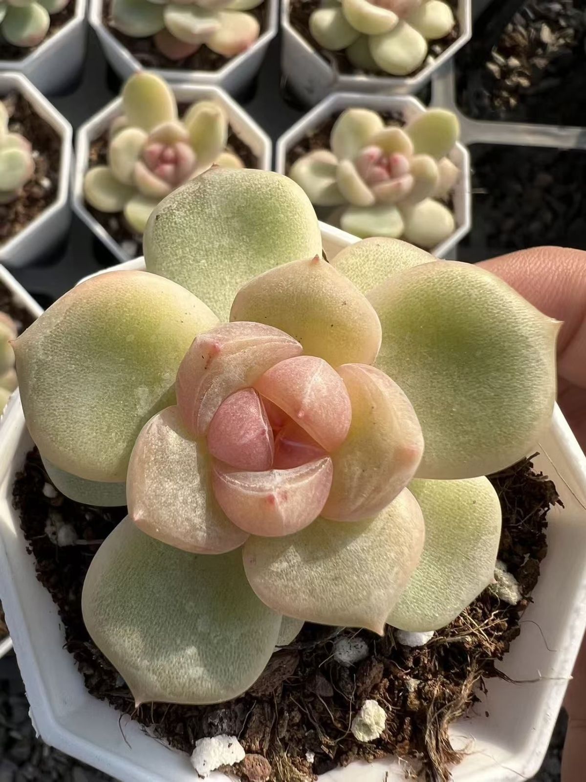 多肉植物 M226 アニー 47株 抜き苗 エケベリア セダム アエオニウム