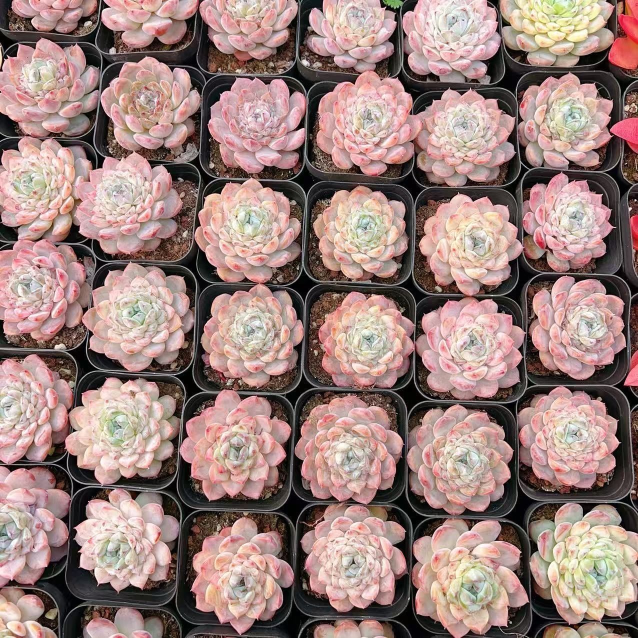 多肉植物 M131 クリアアイス 50株 抜き苗 エケベリア セダム