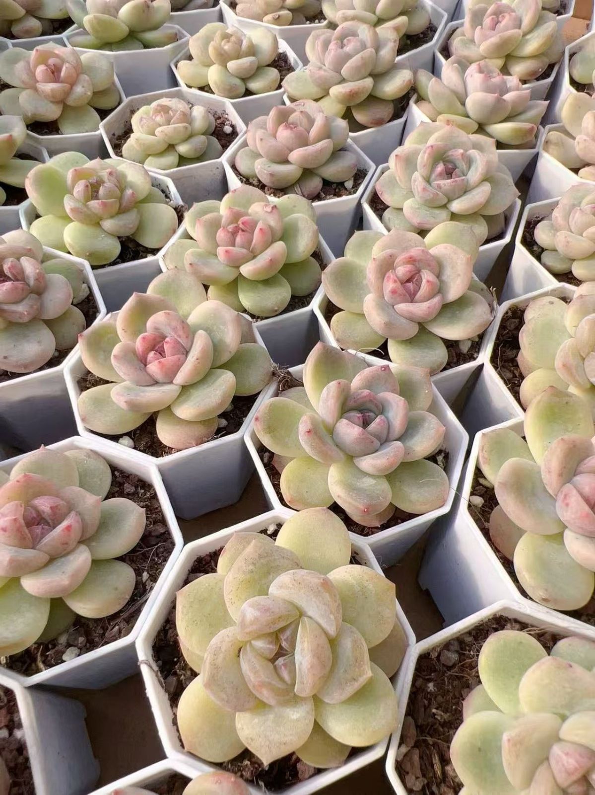 多肉植物 M226 アニー 47株 抜き苗 エケベリア セダム アエオニウム