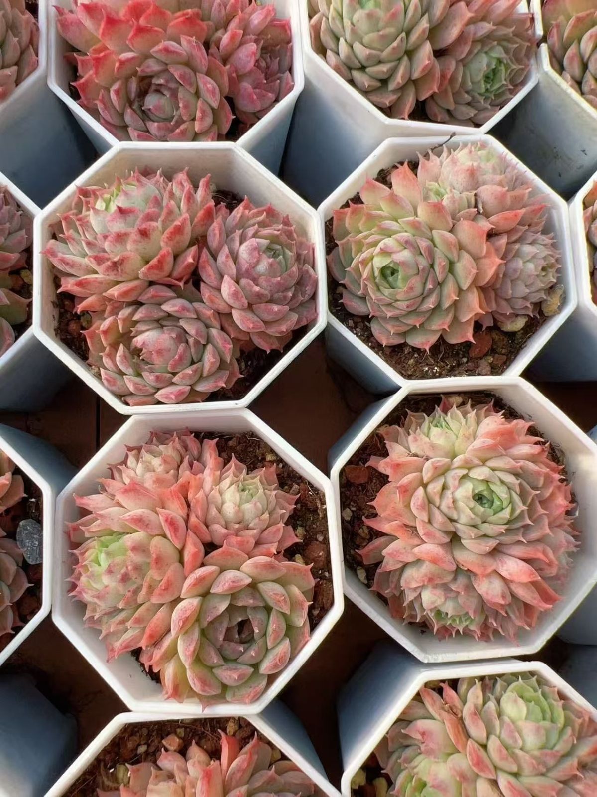 多肉植物 M232 シュシャクシキグン 50株 抜き苗 エケベリア セダム