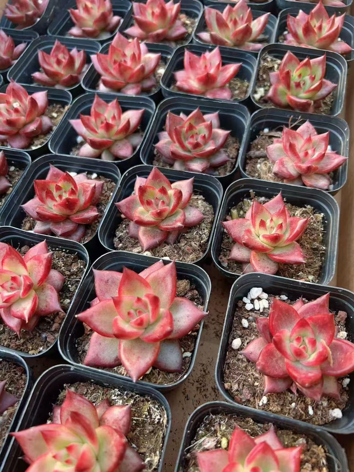 多肉植物 M175 ロッカ 50株 抜き苗 エケベリア セダム アエオニウム