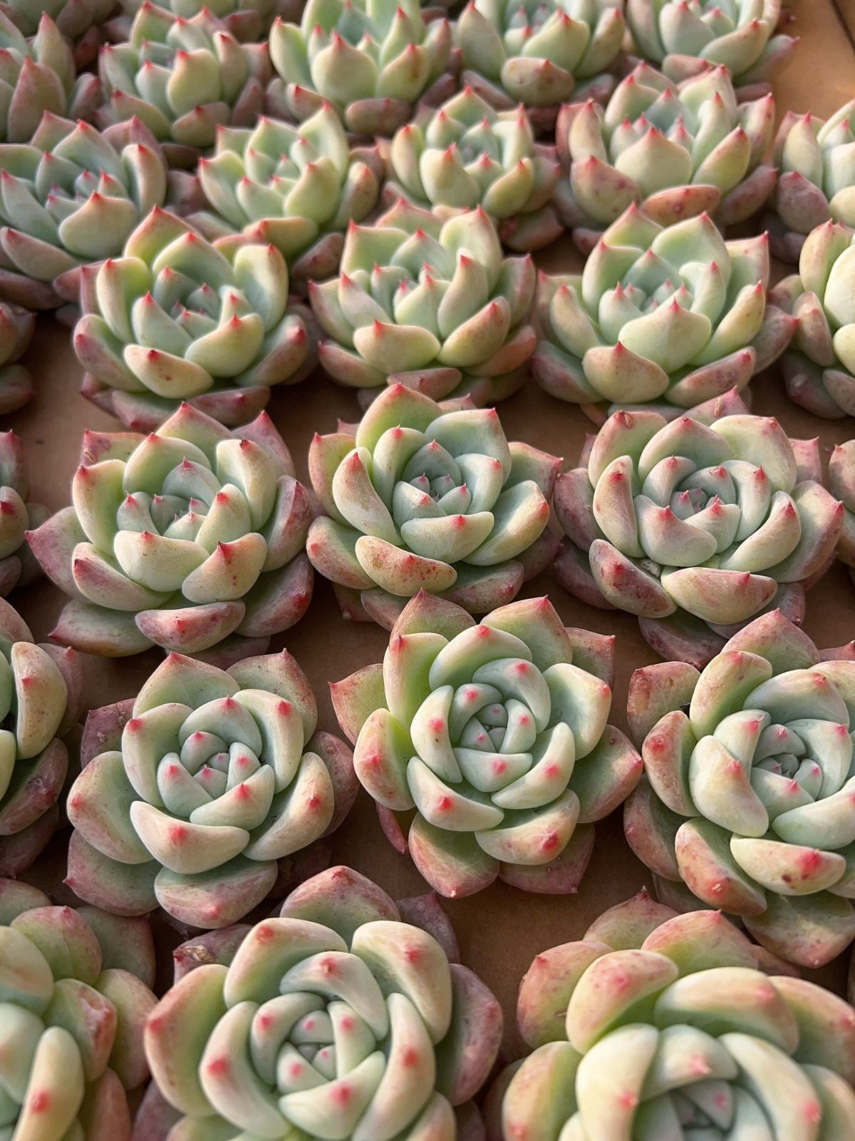 多肉植物 M081 シロザトウ 50株 抜き苗 エケベリア セダム