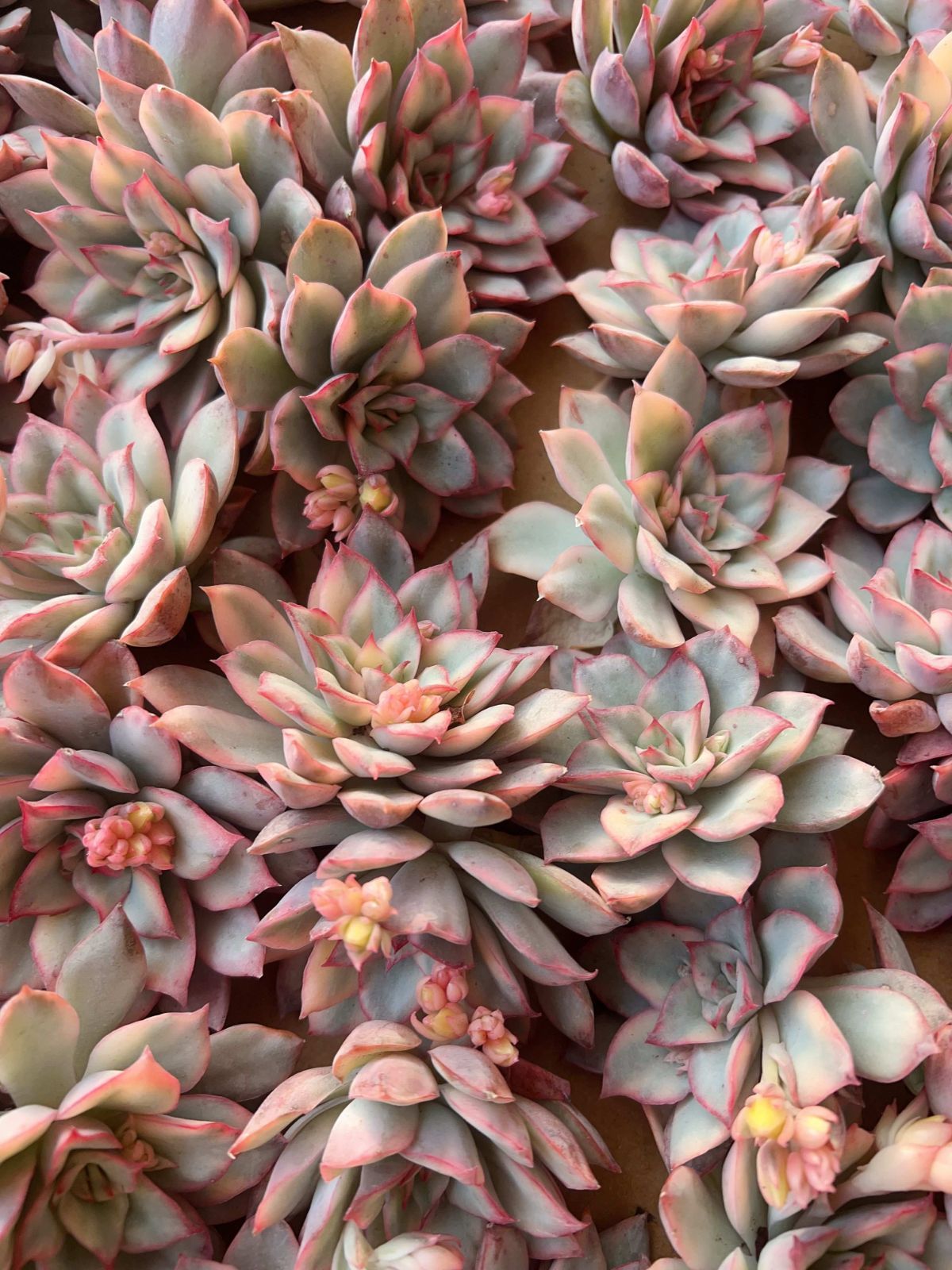 多肉植物 M092 ムーンゴッドデスニシキ 50株 抜き苗 エケベリア セダム