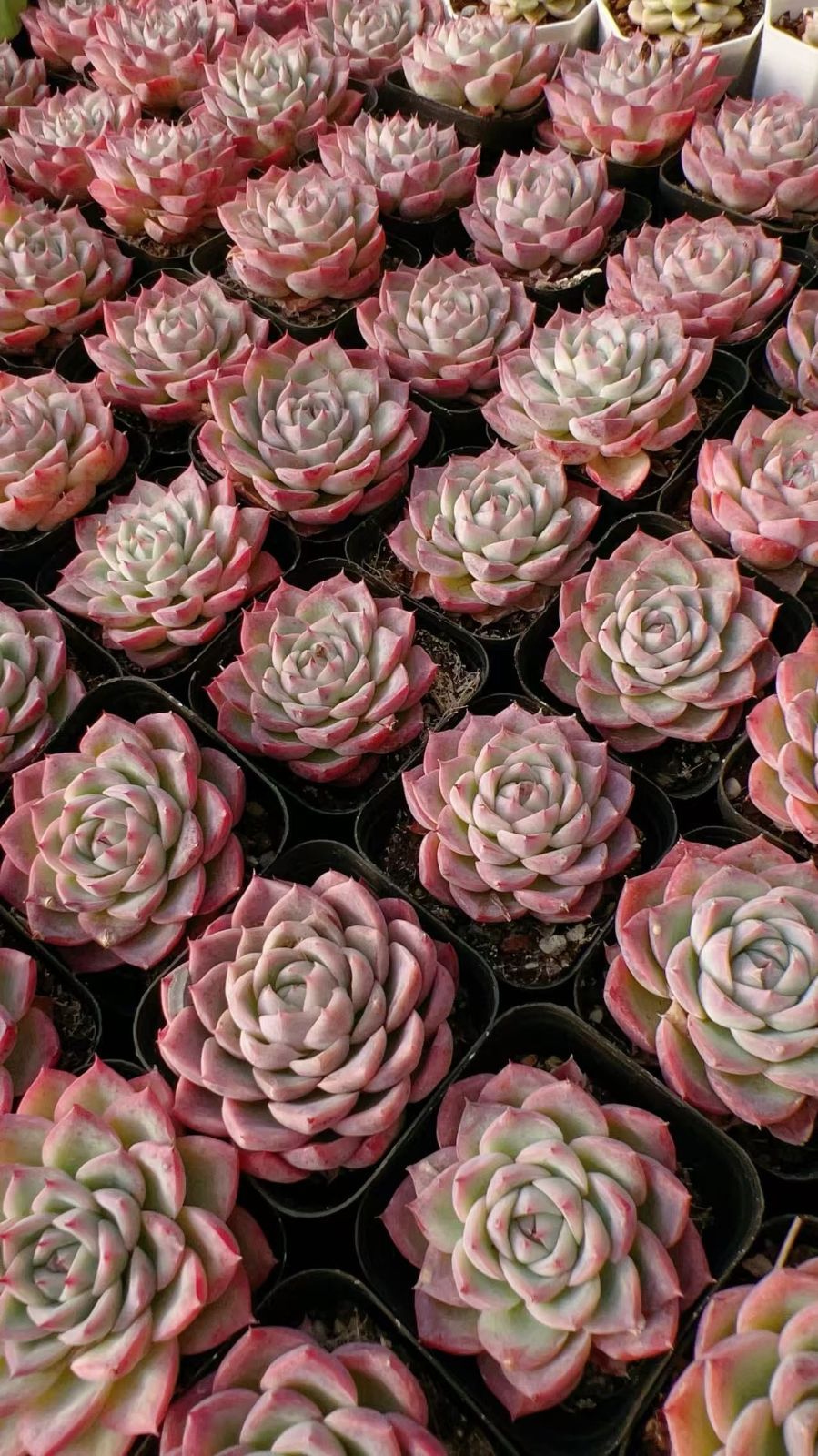 多肉植物 M167 ピンククリスタル 50株 抜き苗 エケベリア セダム