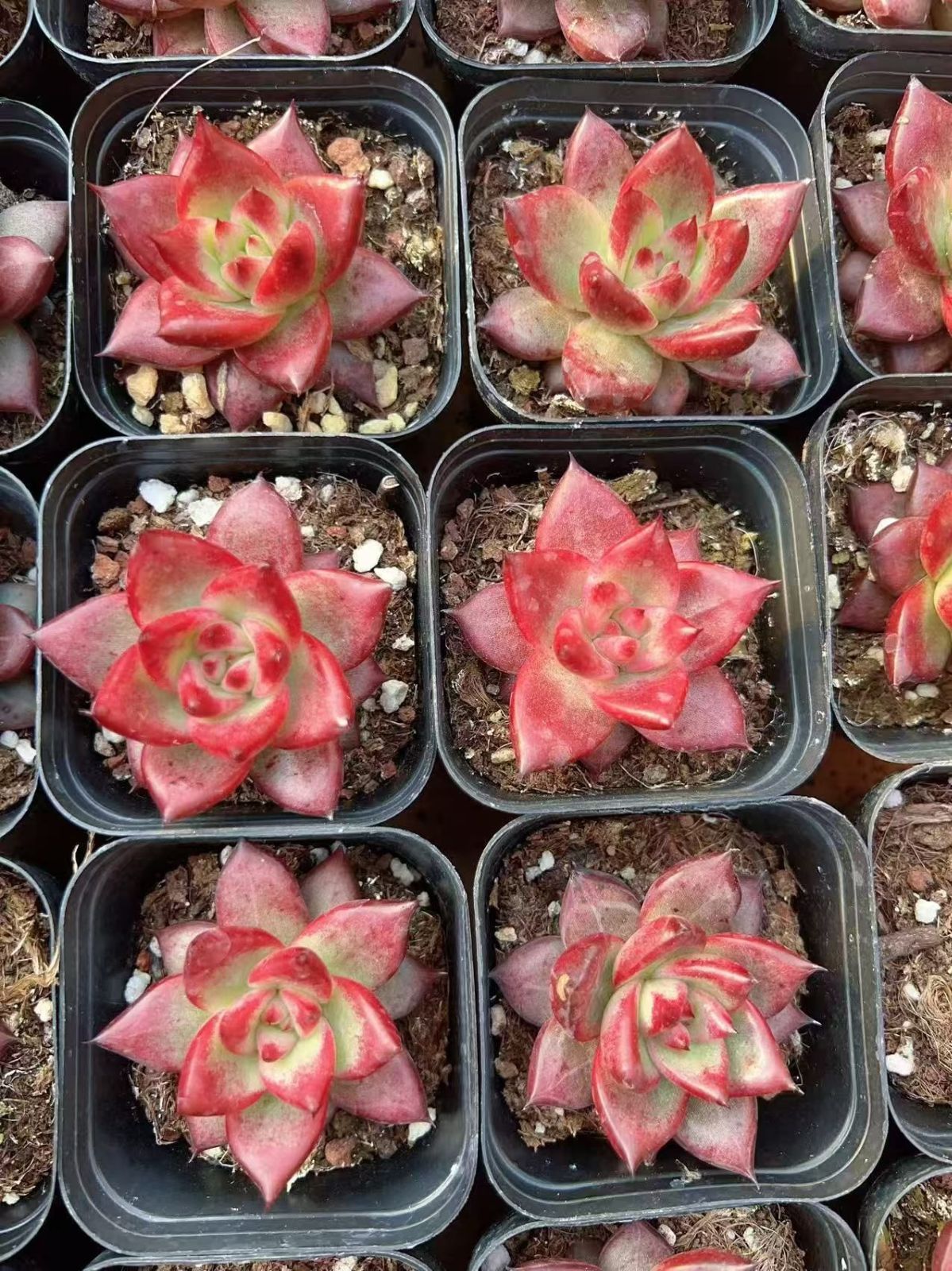 多肉植物 M175 ロッカ 50株 抜き苗 エケベリア セダム アエオニウム