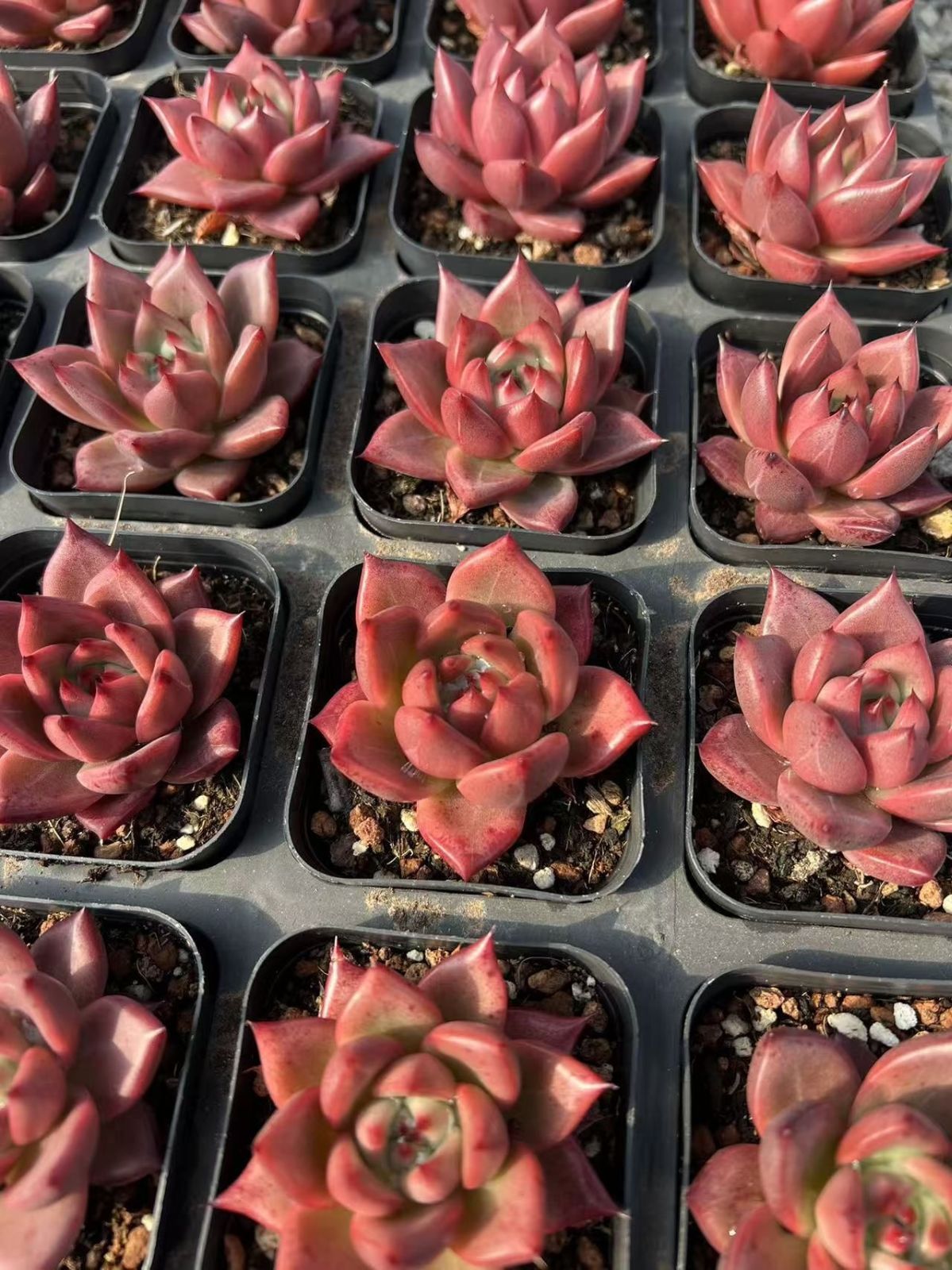 多肉植物 M327 コウガンミツゴ 50株 抜き苗 エケベリア セダム