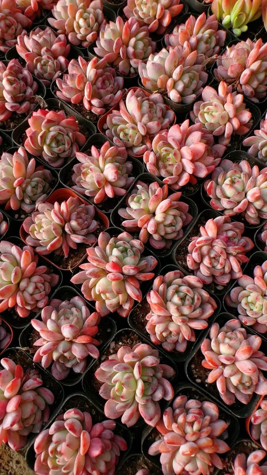 多肉植物 M164 オールスター 50株 抜き苗 エケベリア セダム