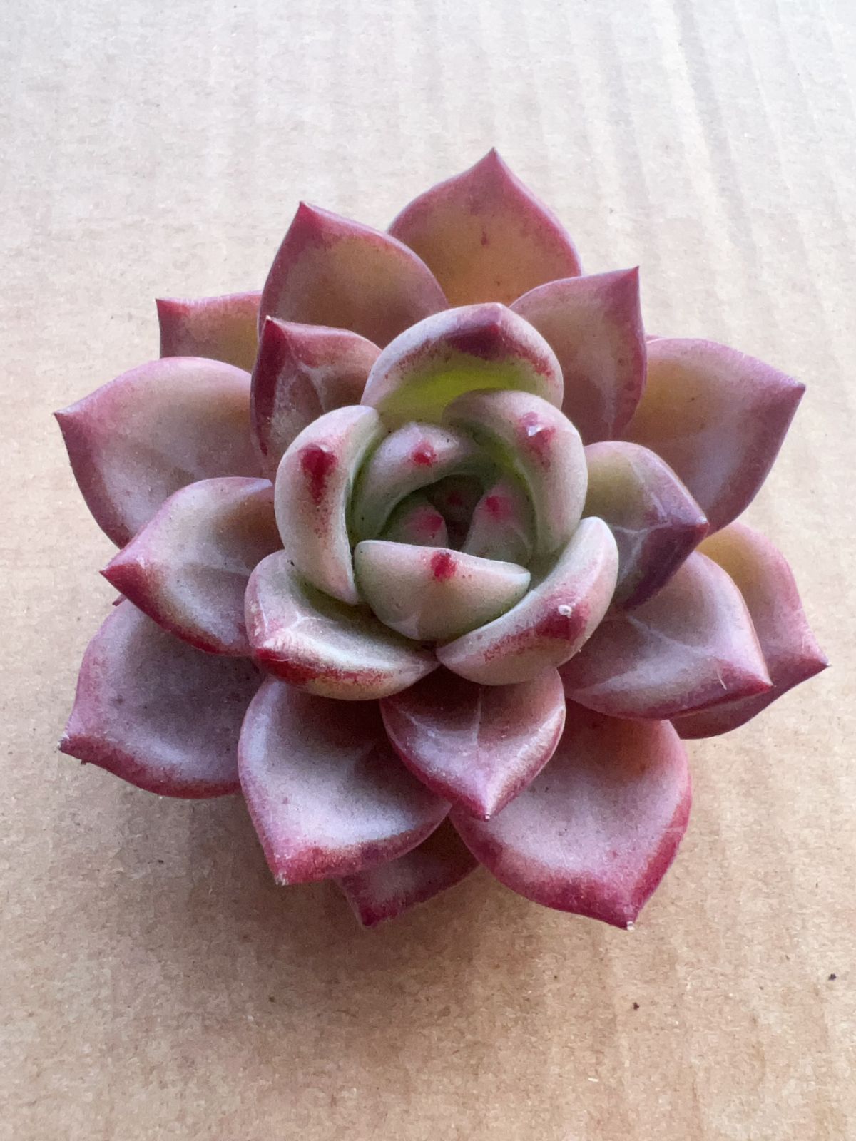 多肉植物 M066 キューオレンジ 65株 抜き苗 エケベリア セダム