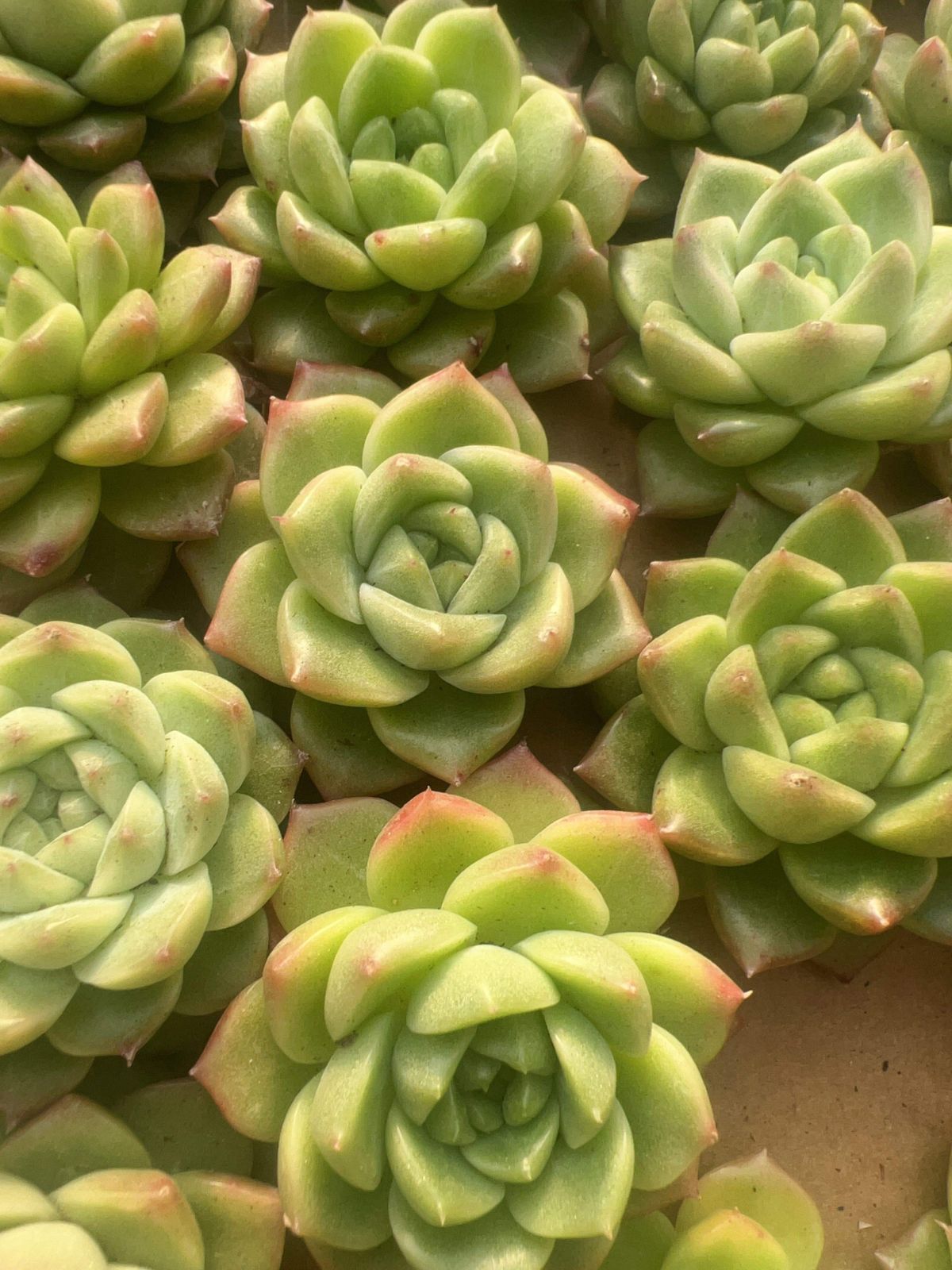 多肉植物 M069 カイオウ 60株 抜き苗 エケベリア セダム アエオニウム