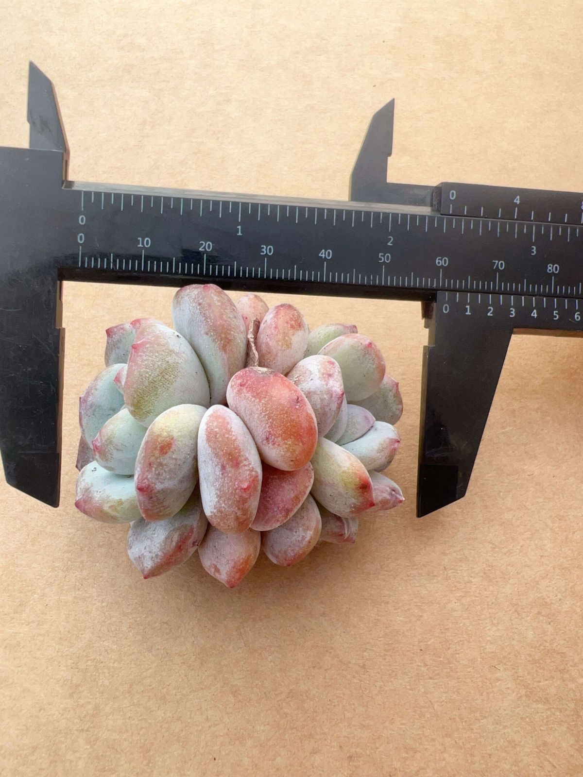 多肉植物 M085 チェンモンローダブルヘッド 50株 抜き苗 エケベリア