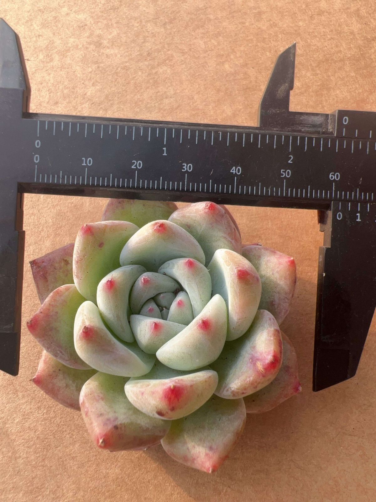 訳あり⚠️多肉植物　韓国苗　ファンタジー1カット(カットに付き根っこ有りません) DM1×12株 ファンタ 多肉植物 アエオニウム エケベリア カット苗 韓国苗
