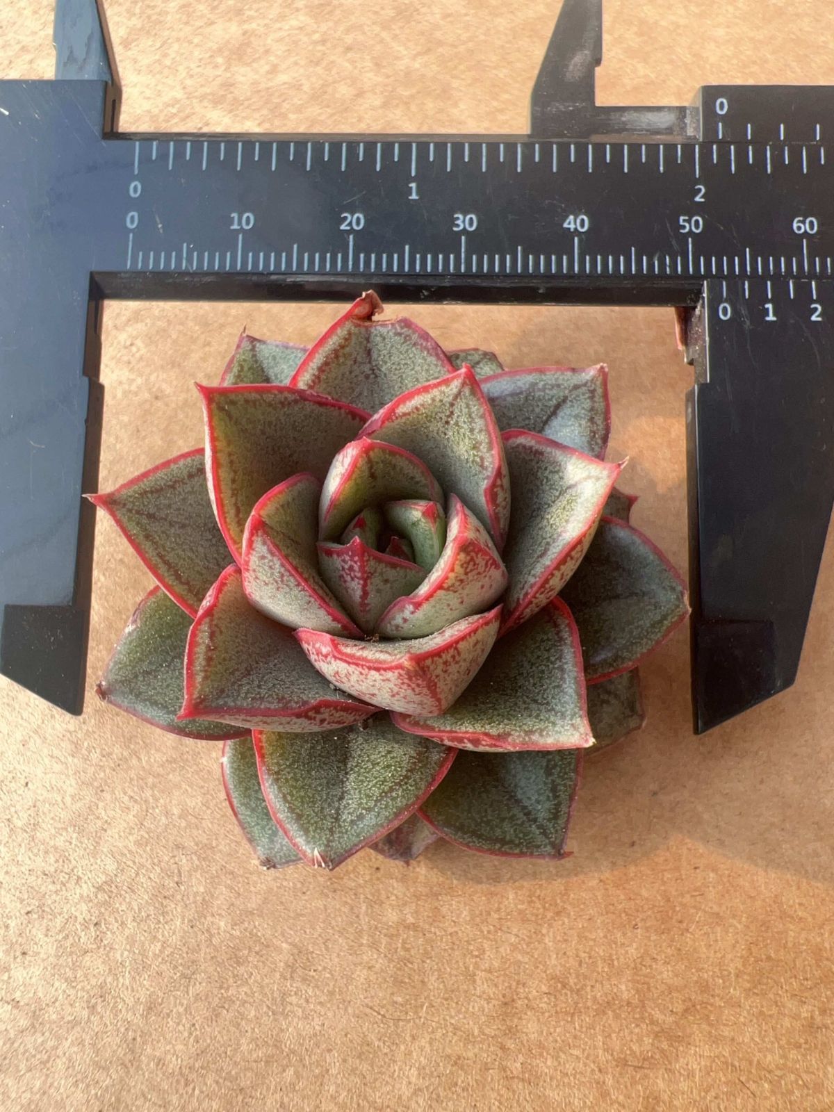 多肉植物 M162 ヤマトニシキ 50株 抜き苗 エケベリア セダム