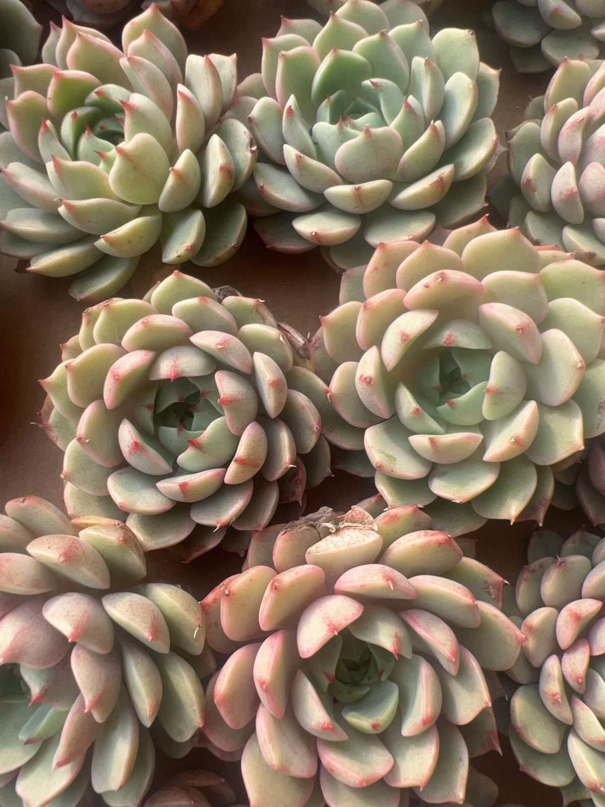 多肉植物 M067 ベニバディス 50株 抜き苗 エケベリア セダム