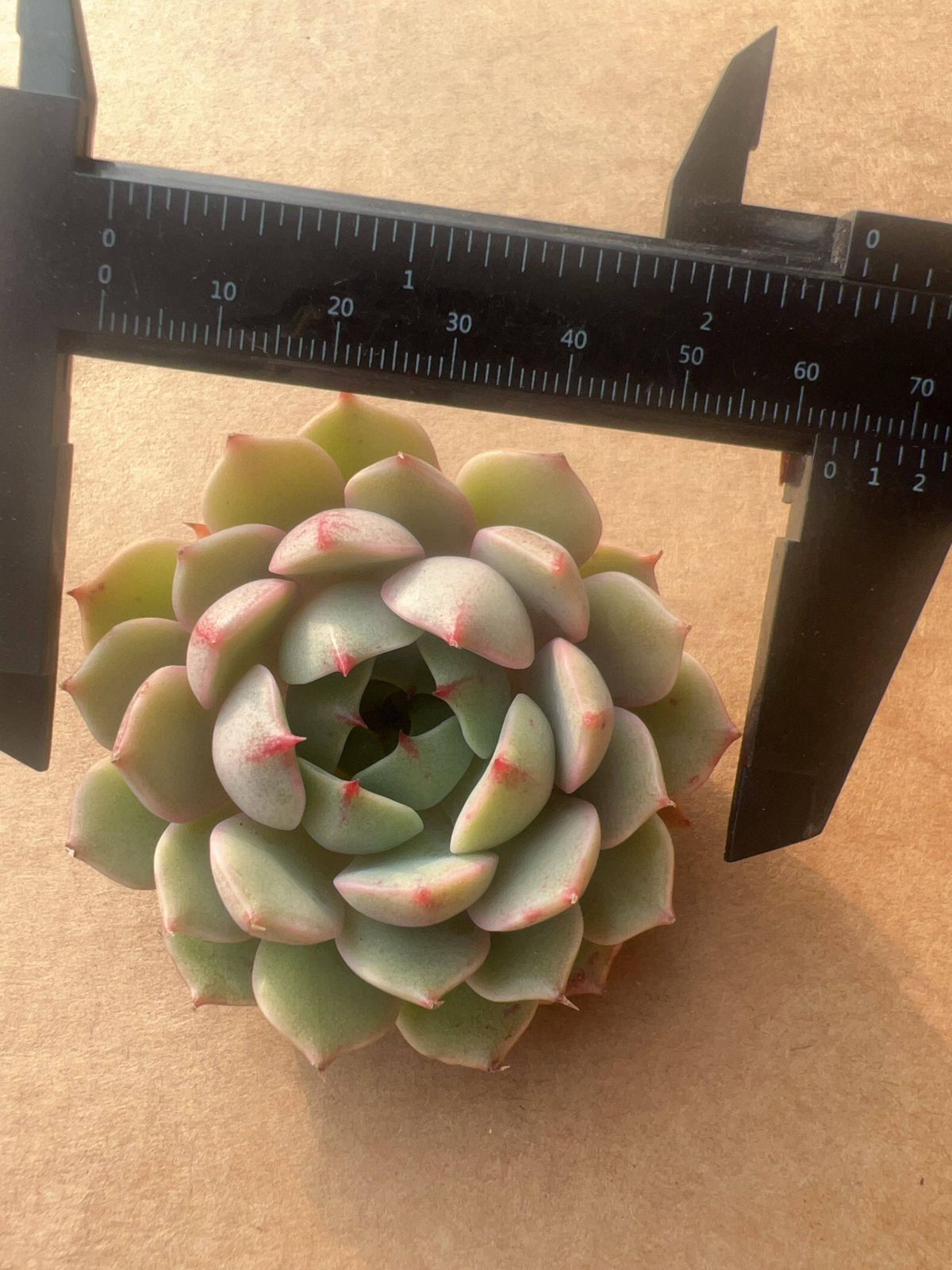 多肉植物 M067 ベニバディス 50株 抜き苗 エケベリア セダム