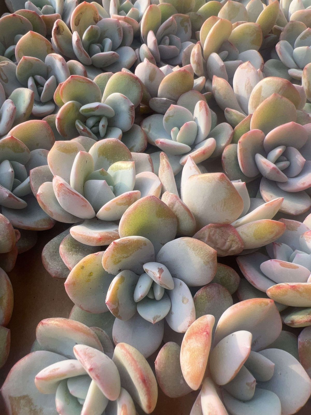 多肉植物 M102 オリジナルミルクティー 50株 抜き苗 エケベリア セダム