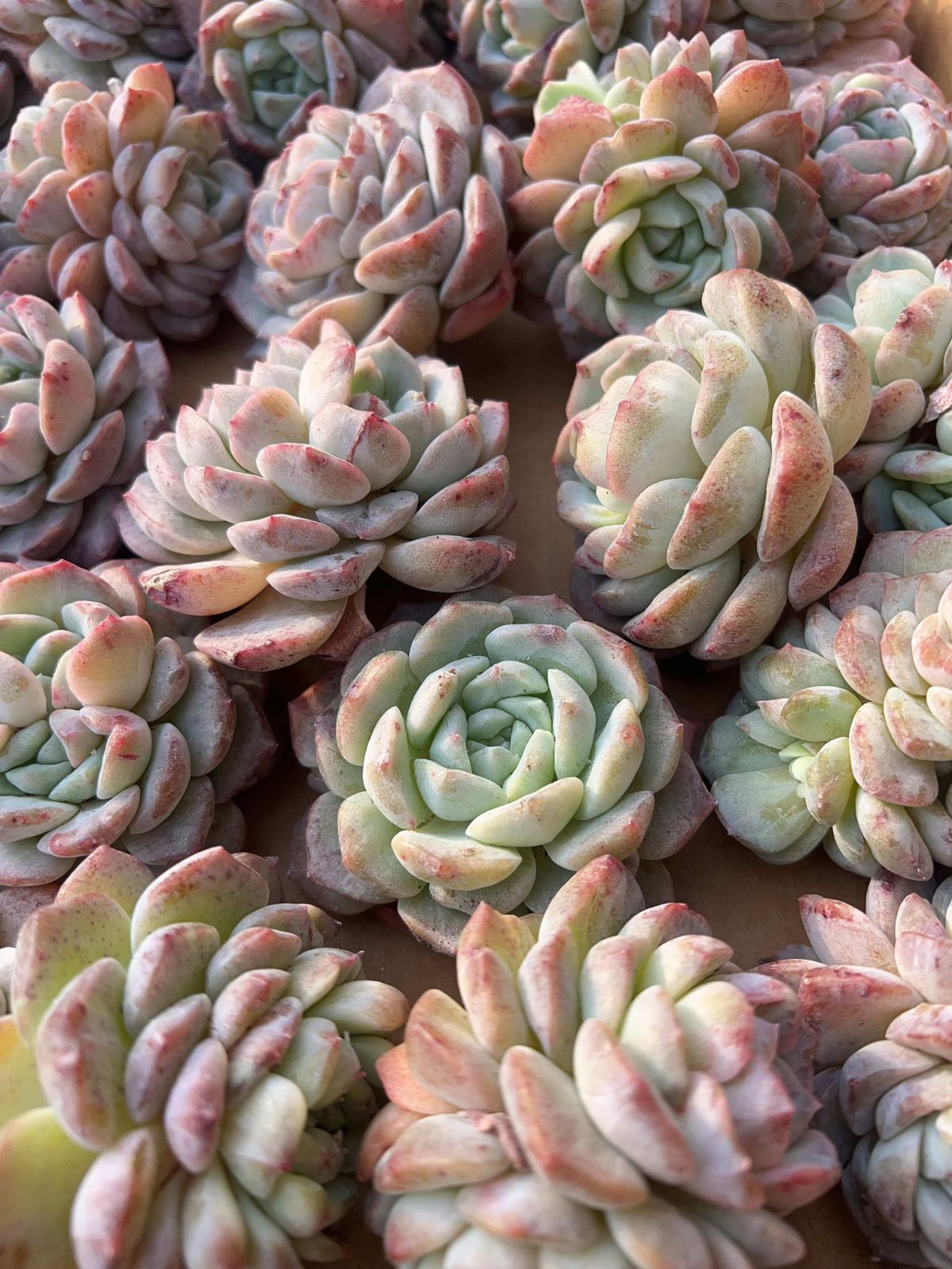 多肉植物 M104 ピュアラブペトリファクション 45株 抜き苗 エケベリア