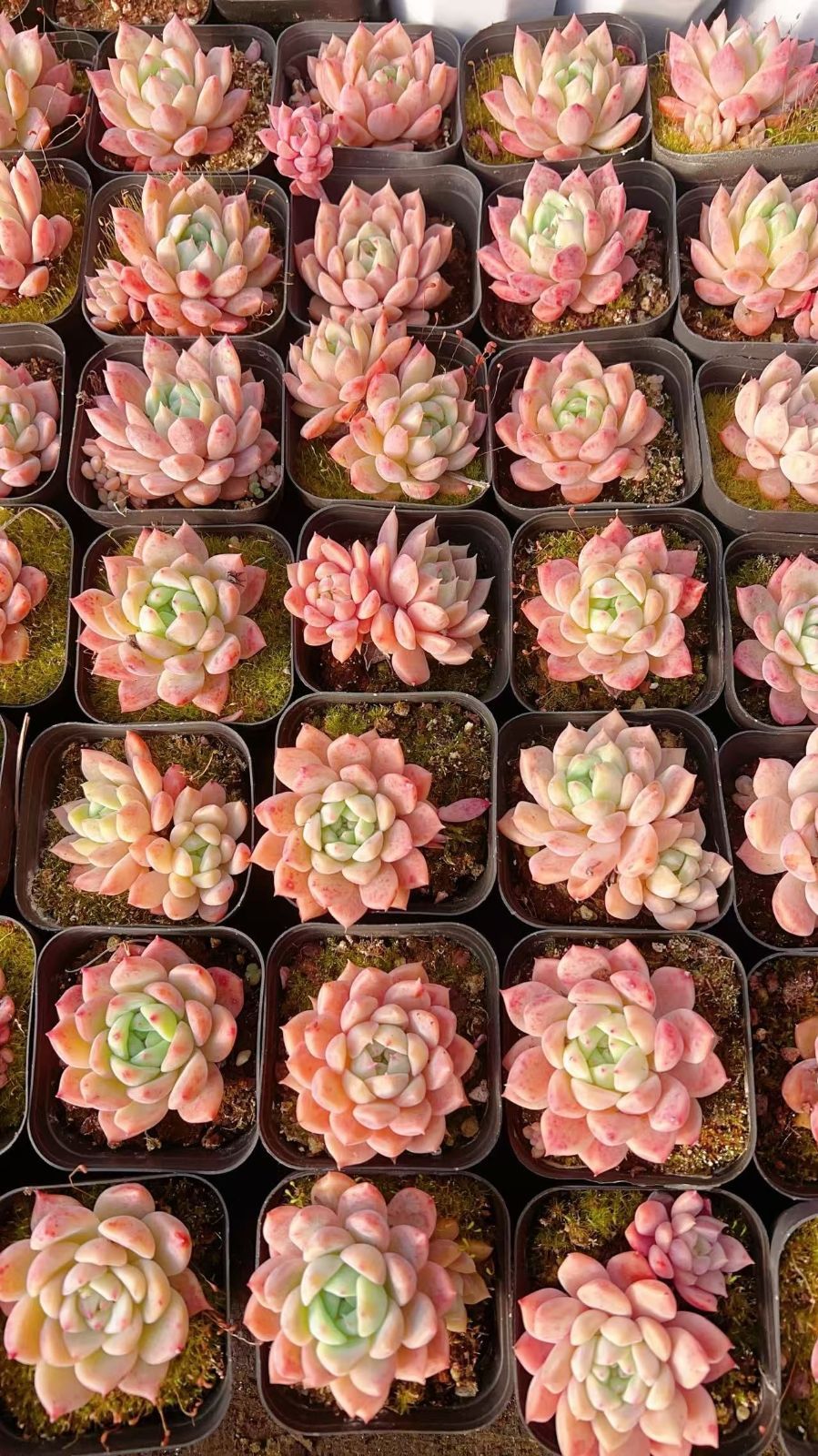 多肉植物 M145 ソウカ 50株 抜き苗 エケベリア セダム アエオニウム