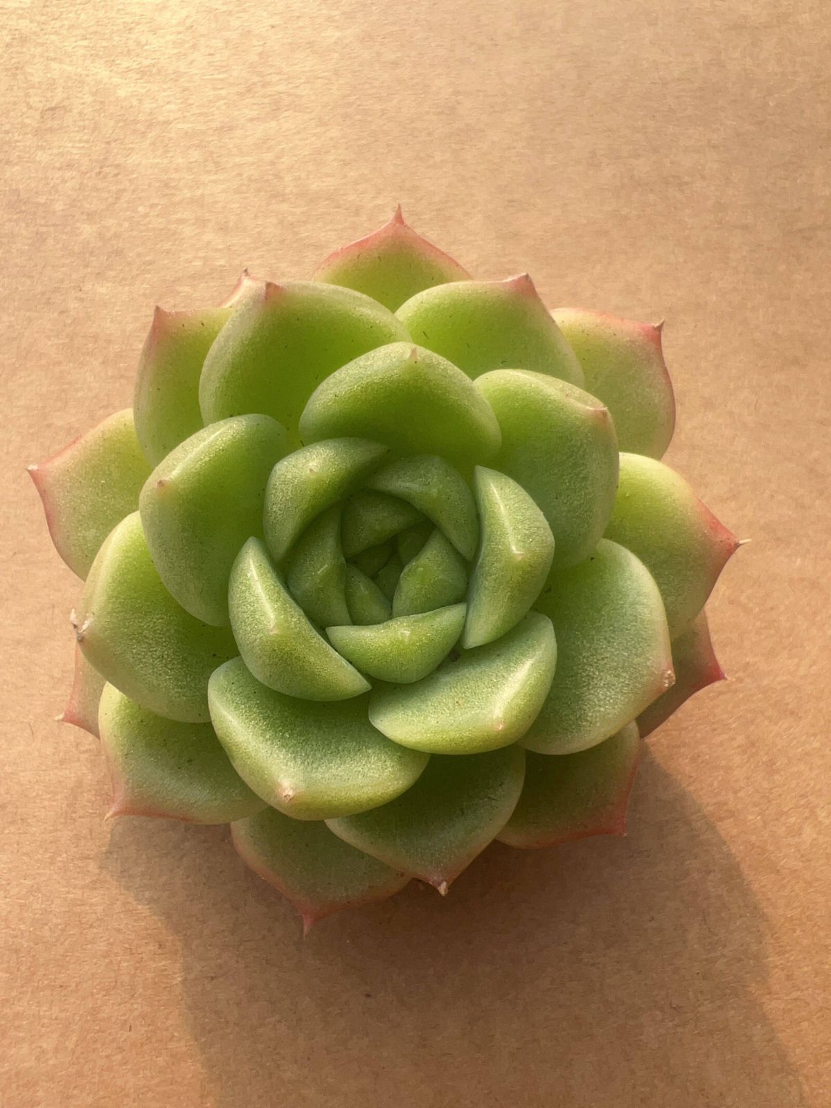 多肉植物 M069 カイオウ 60株 抜き苗 エケベリア セダム アエオニウム