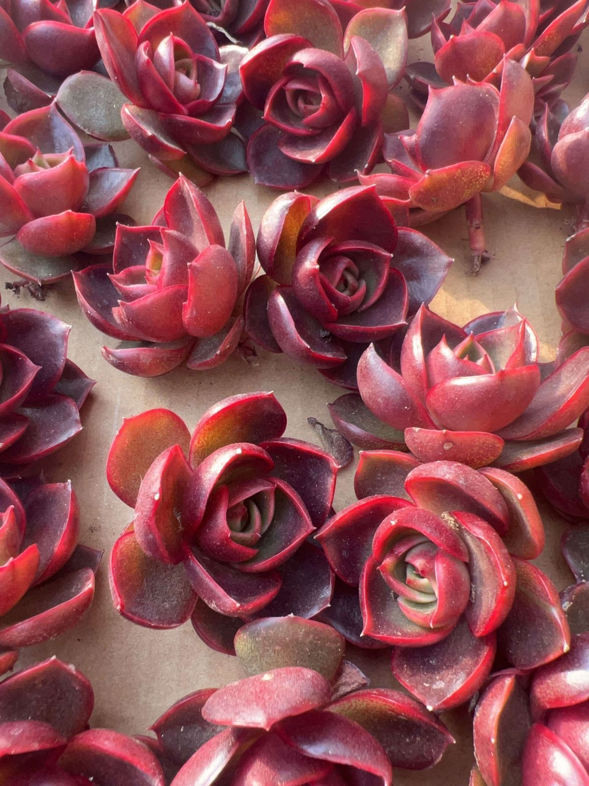 多肉植物 M096 レッドライト 50株 抜き苗 エケベリア セダム