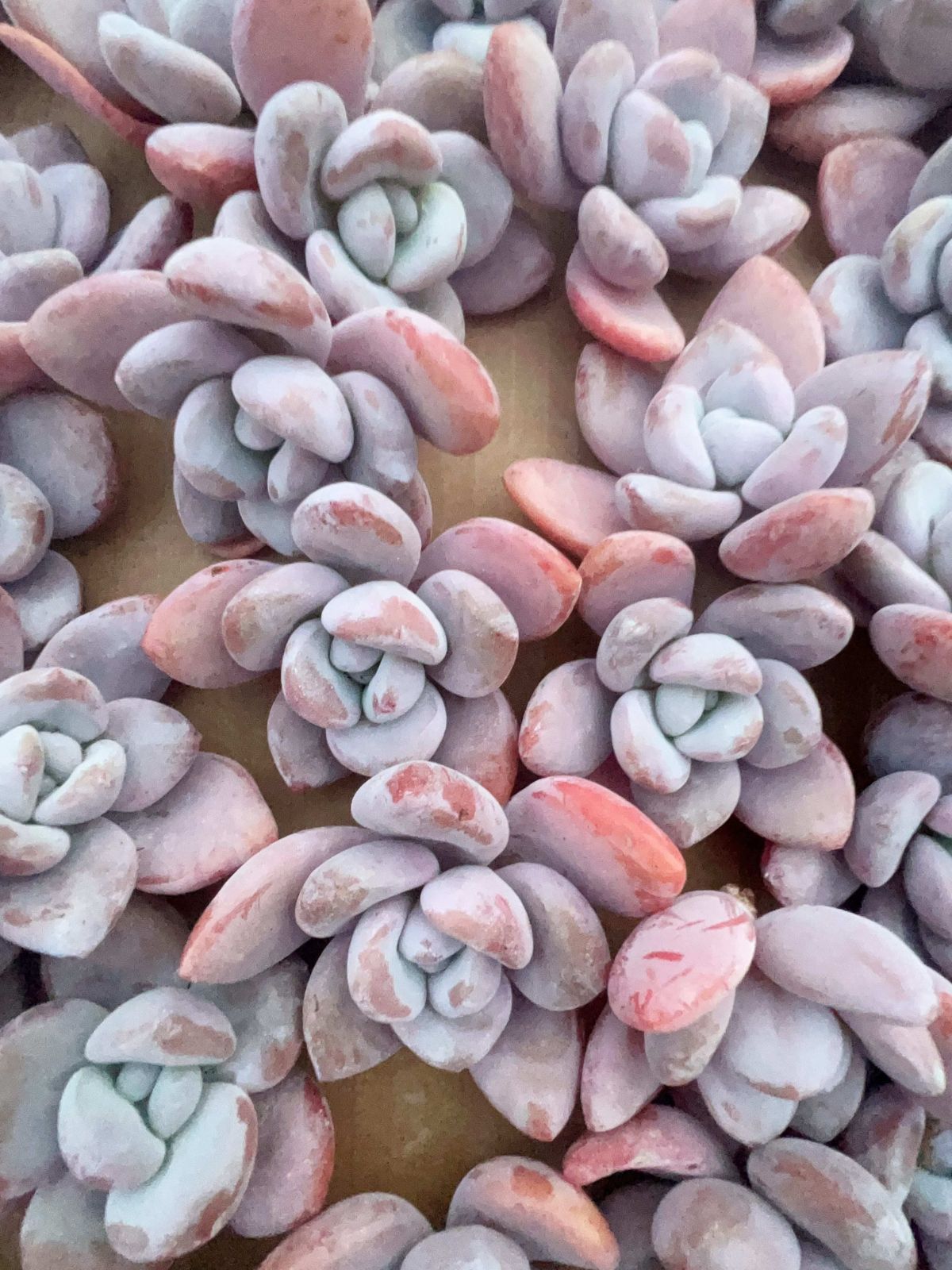 多肉植物 M187 ピンクラビット 50株 抜き苗 エケベリア セダム