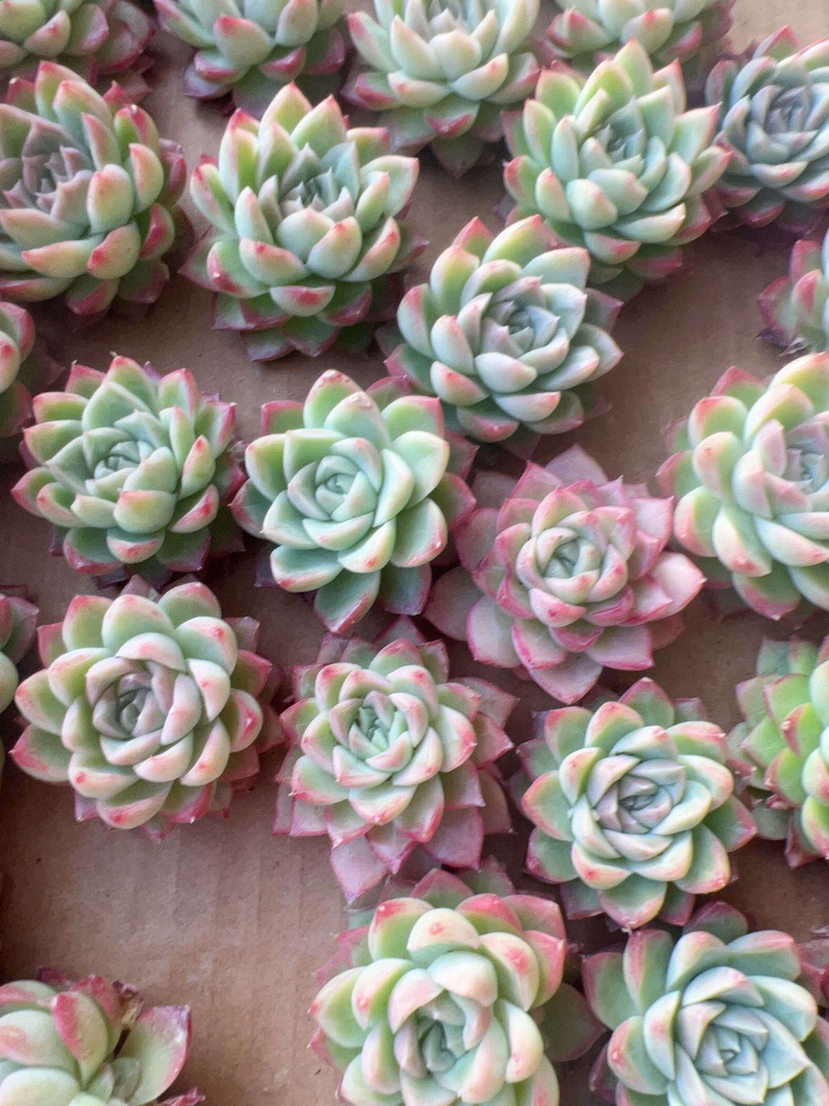 多肉植物 M105 クイーンローズ 70株 抜き苗 エケベリア セダム