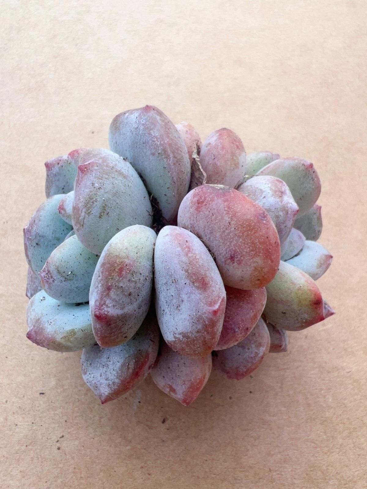 多肉植物 M085 チェンモンローダブルヘッド 50株 抜き苗 エケベリア