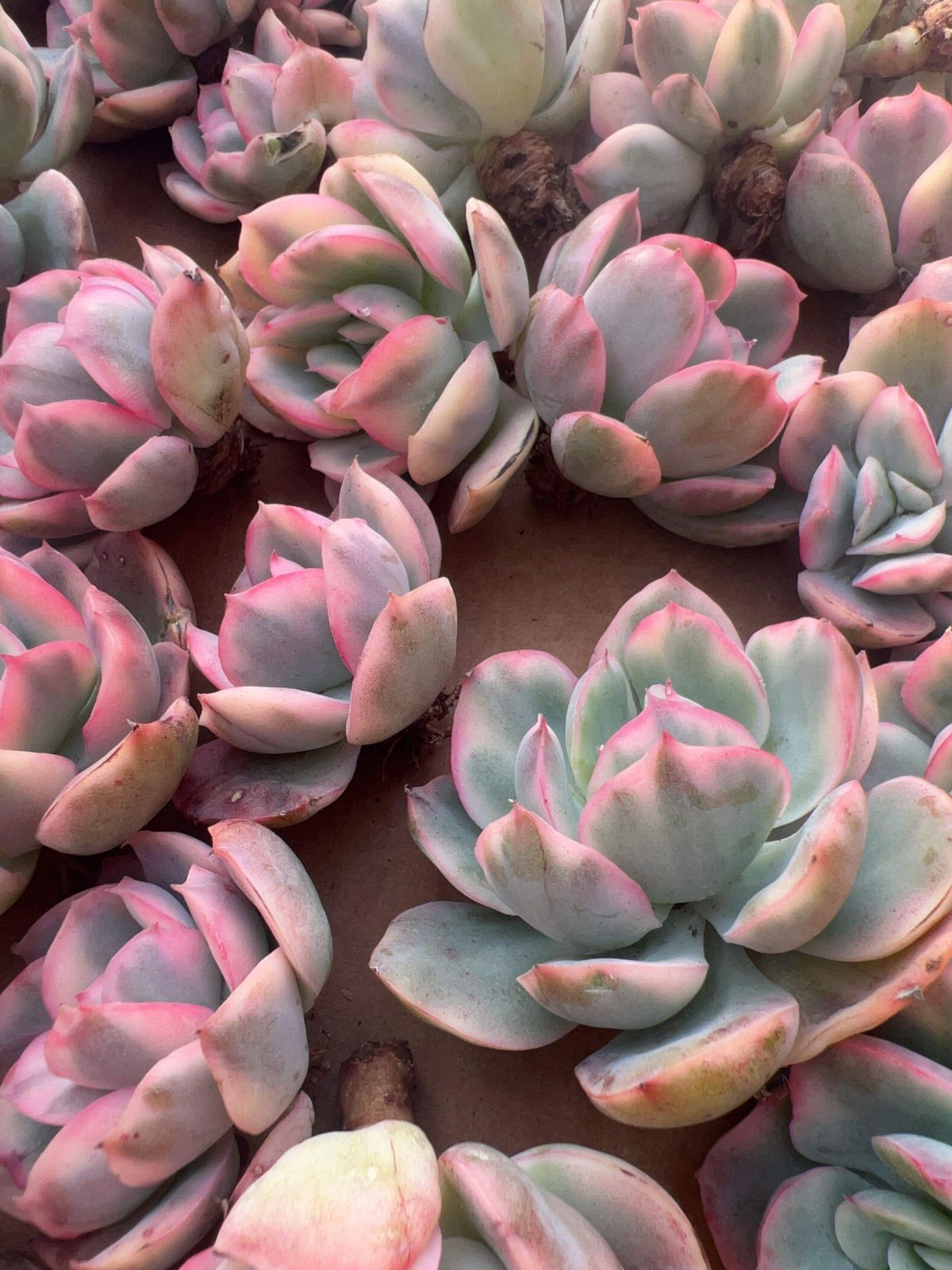 多肉植物 M088 キラニシキ 50株 抜き苗 エケベリア セダム